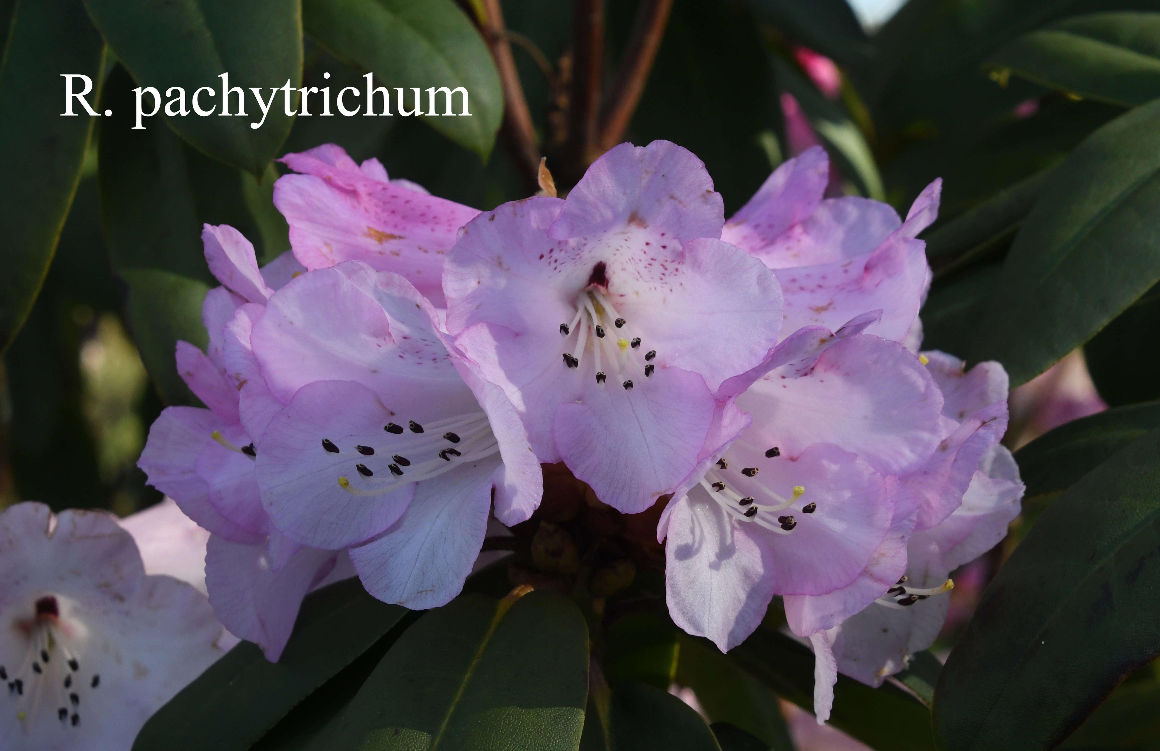 Rhododendron pachytrichum photo