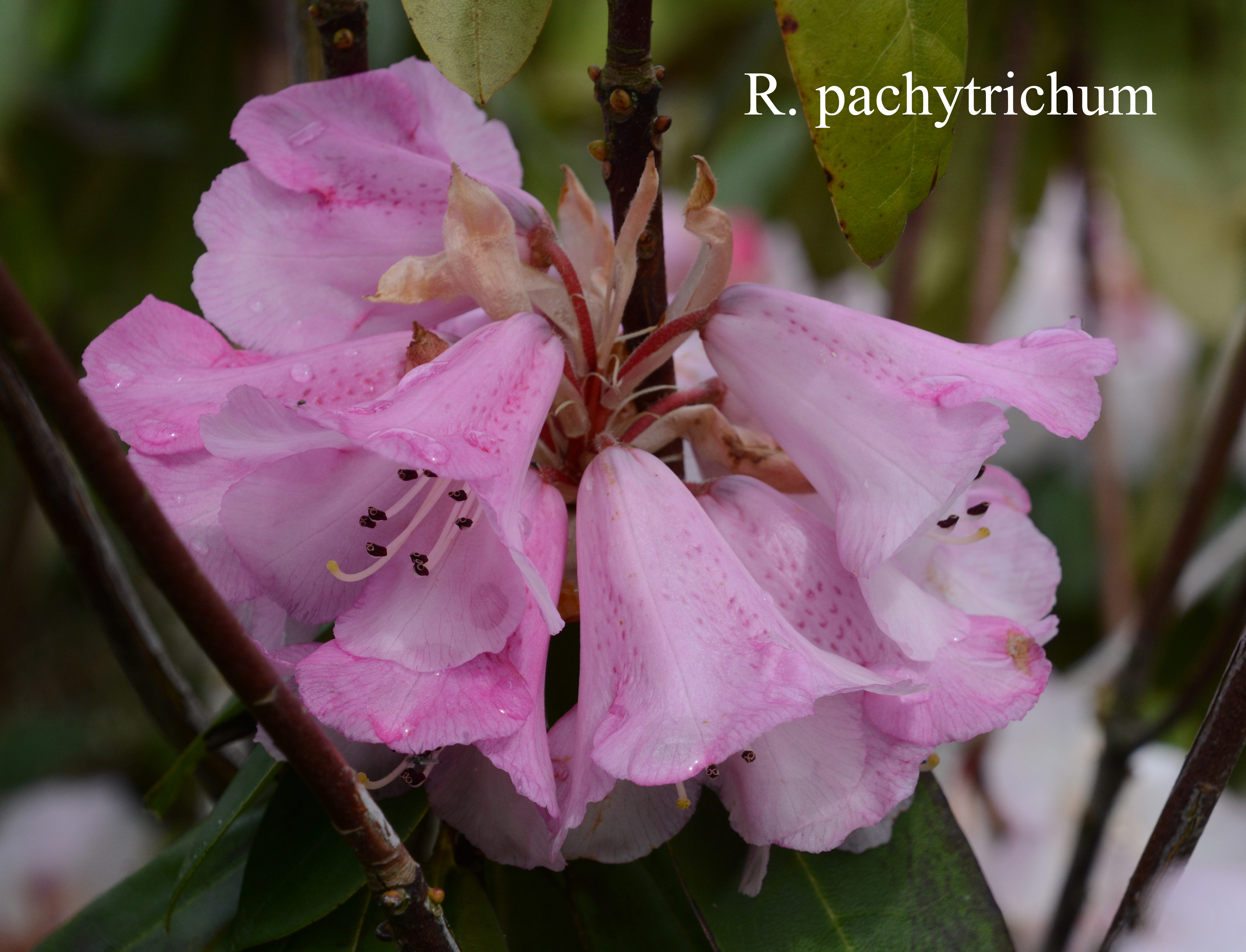 Rhododendron pachytrichum photo