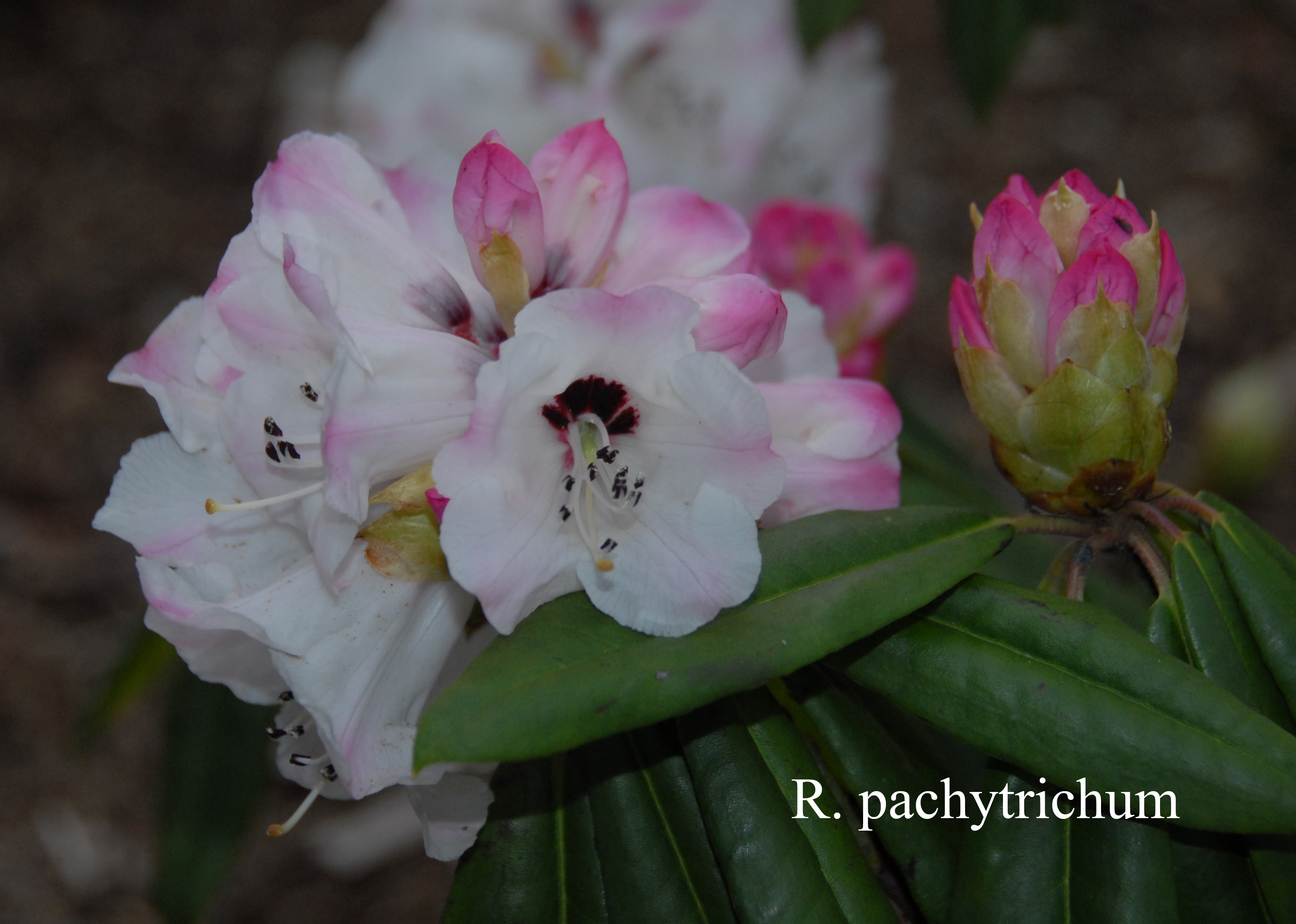 Rhododendron pachytrichum photo