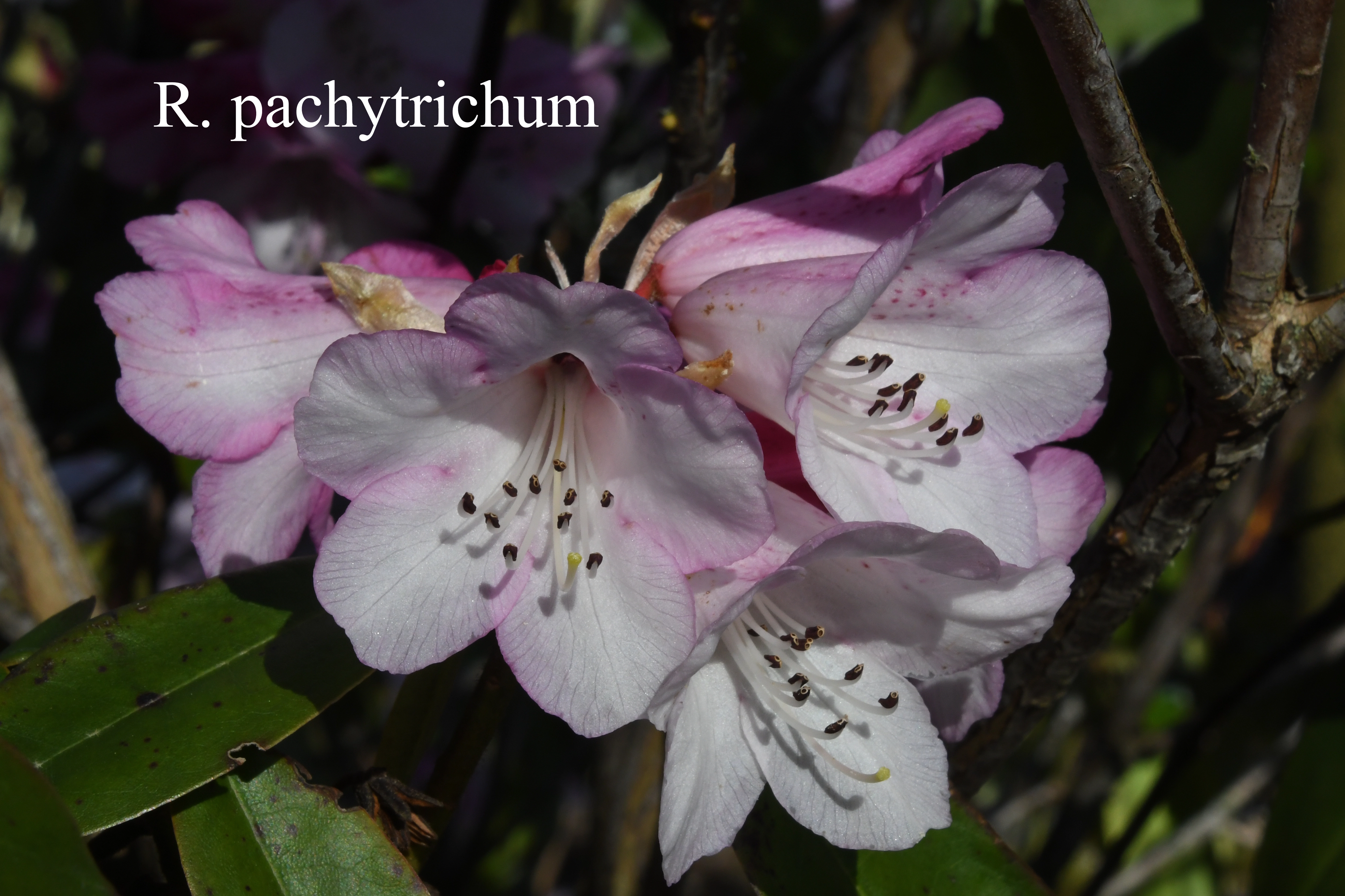 Rhododendron pachytrichum photo