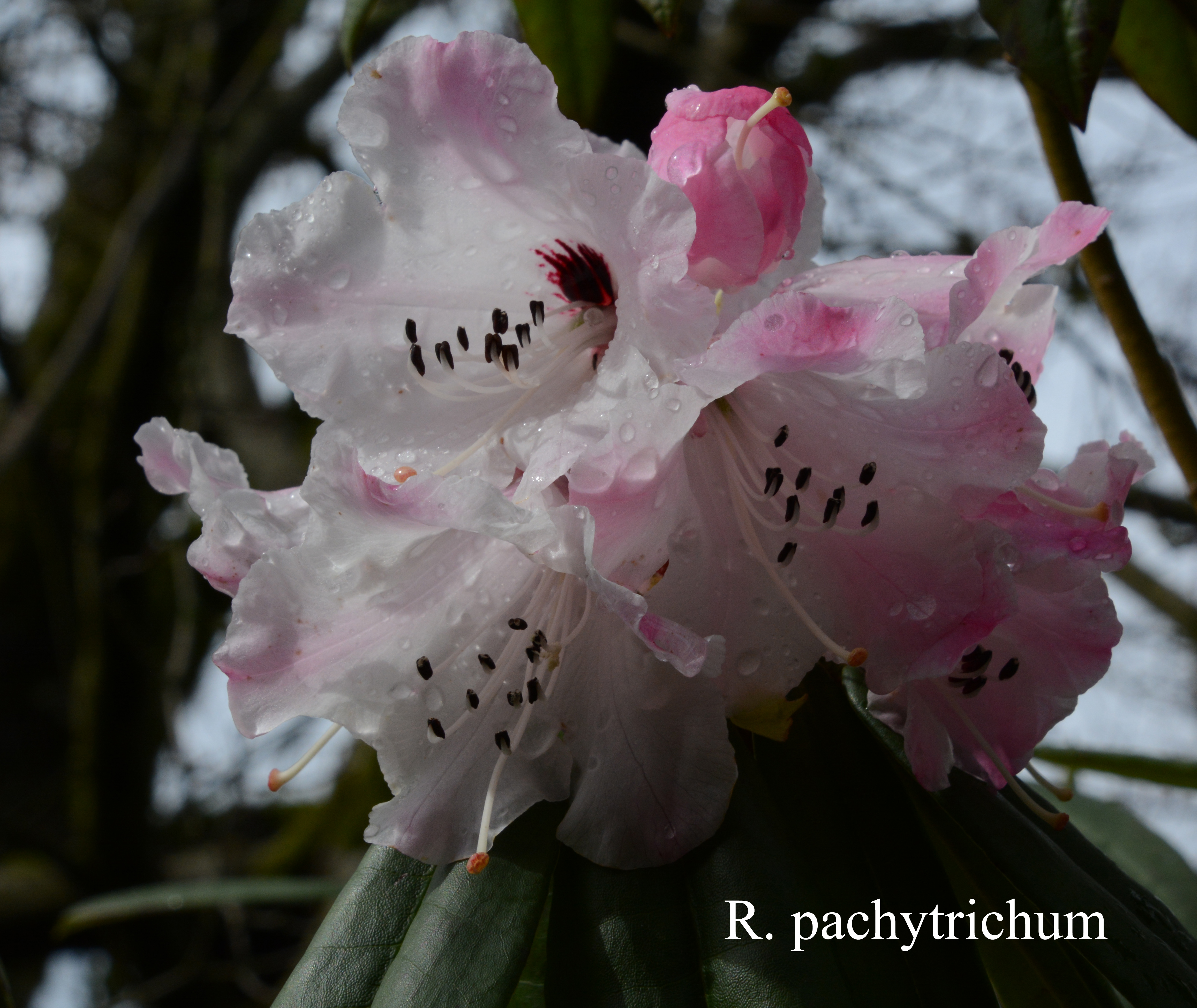 Rhododendron pachytrichum photo
