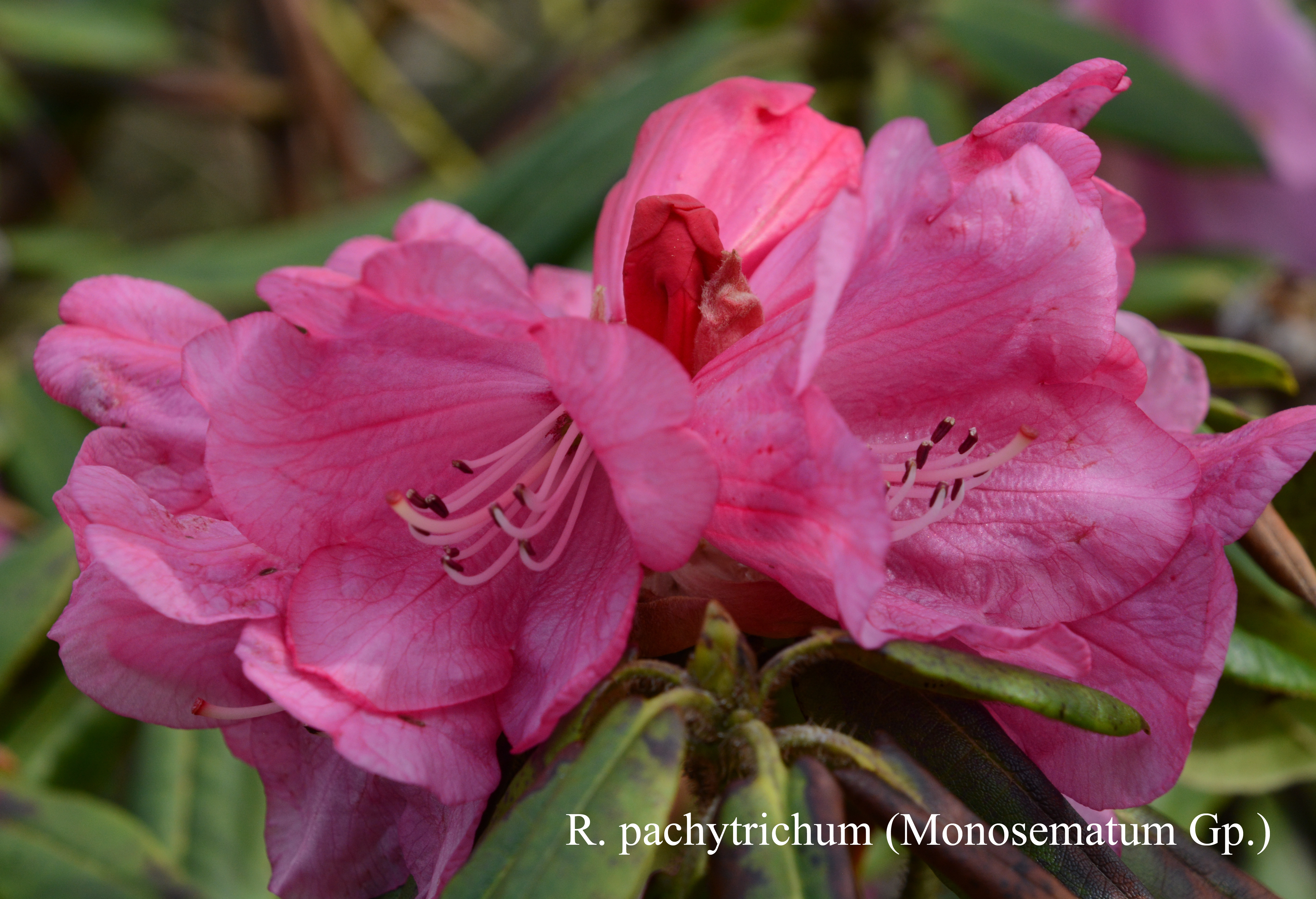 Rhododendron pachytrichum photo