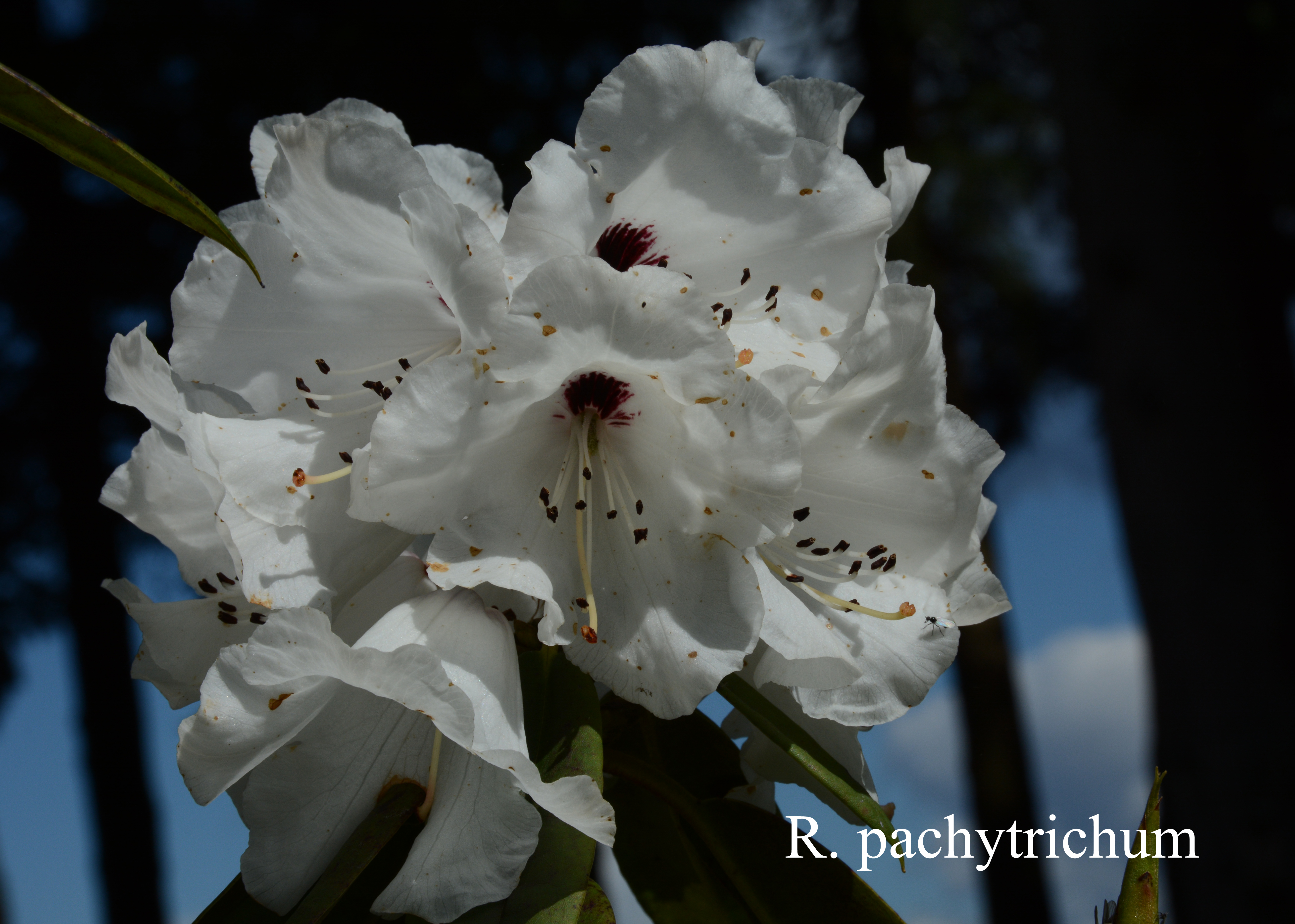 Rhododendron pachytrichum photo