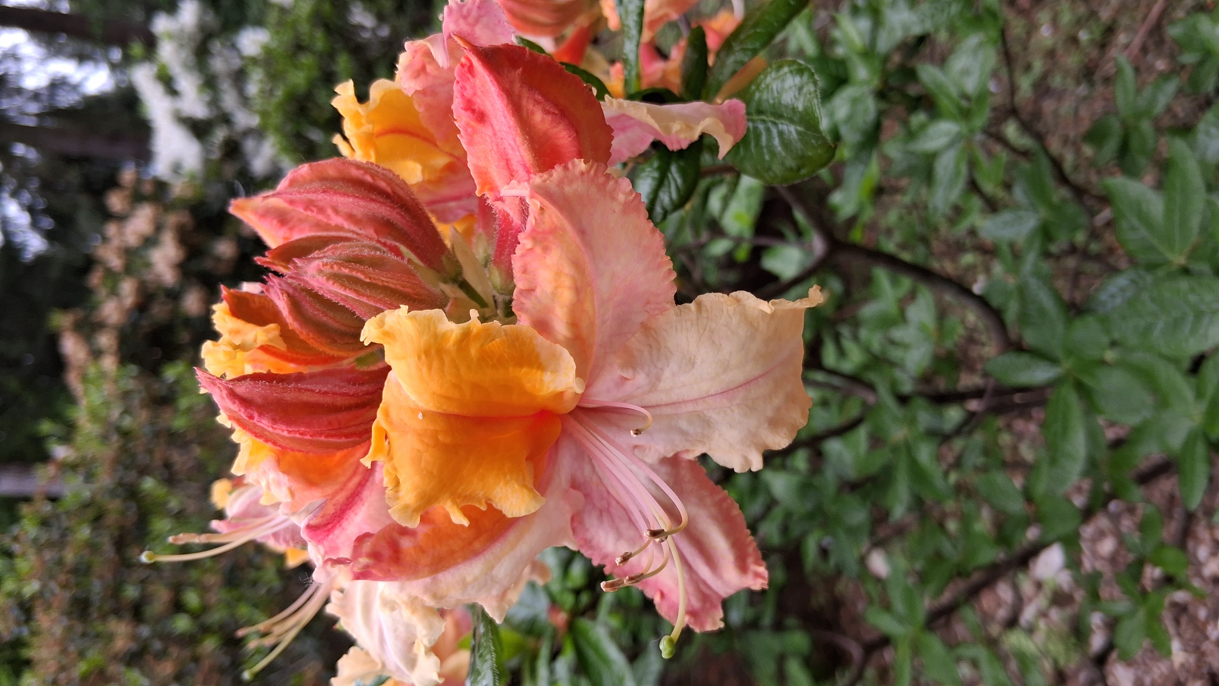 Rhododendron Washington State Centennial photo