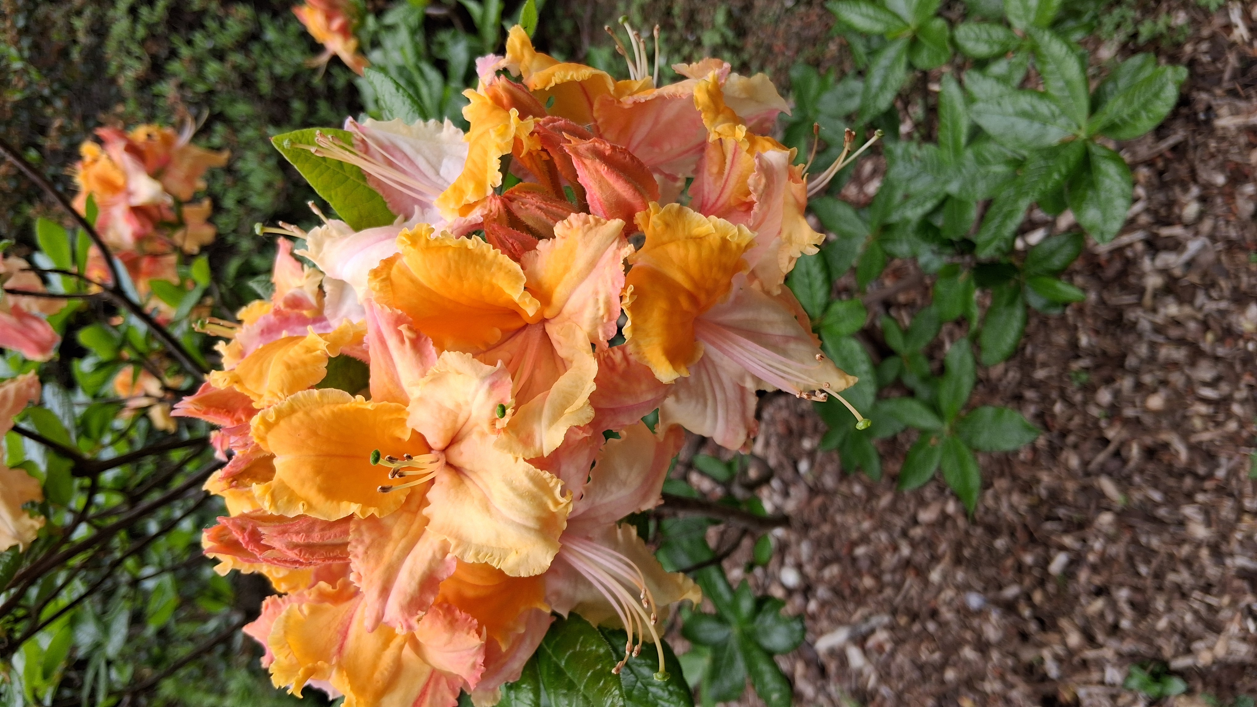 Rhododendron Washington State Centennial photo