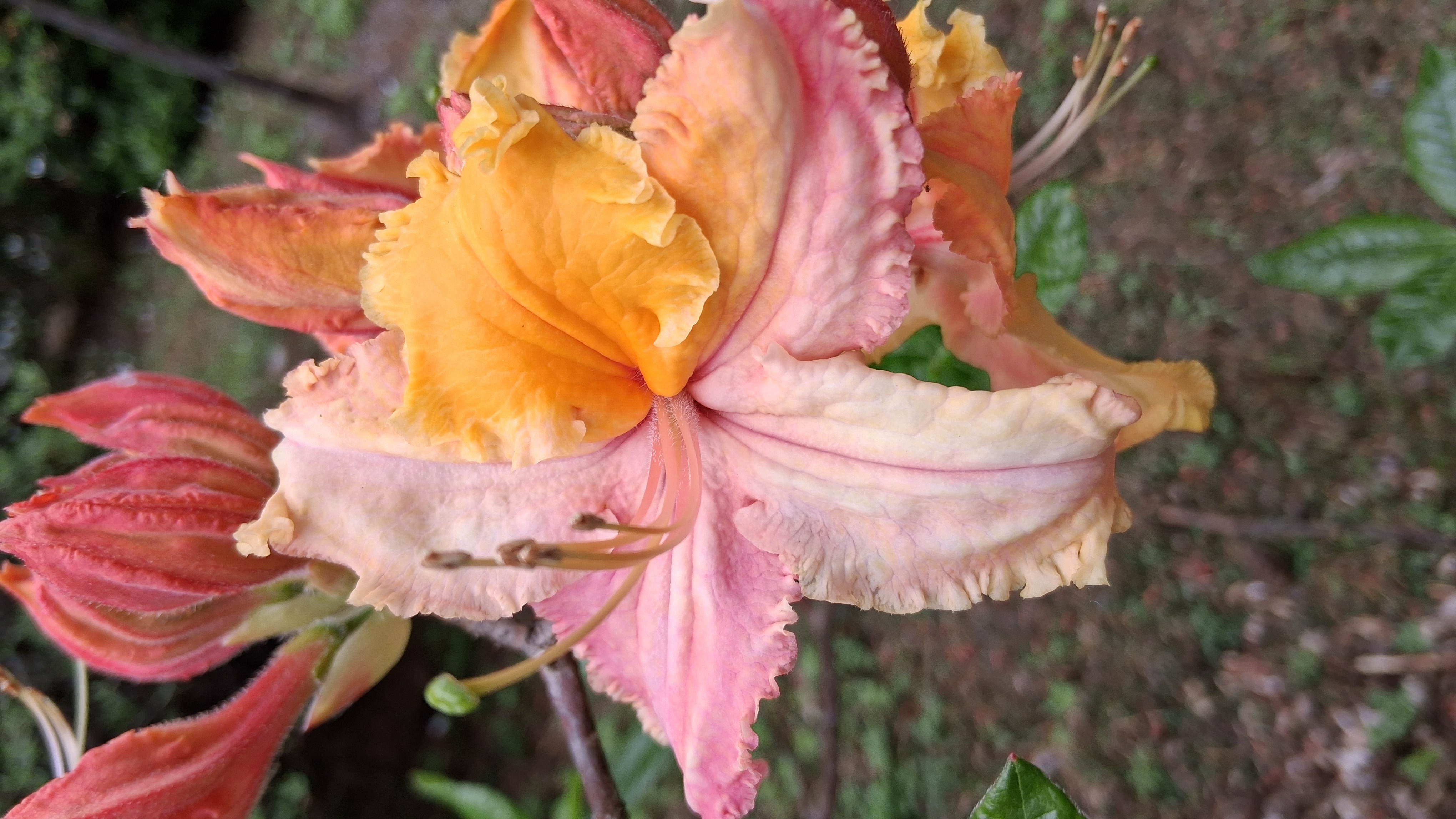 Rhododendron Washington State Centennial photo