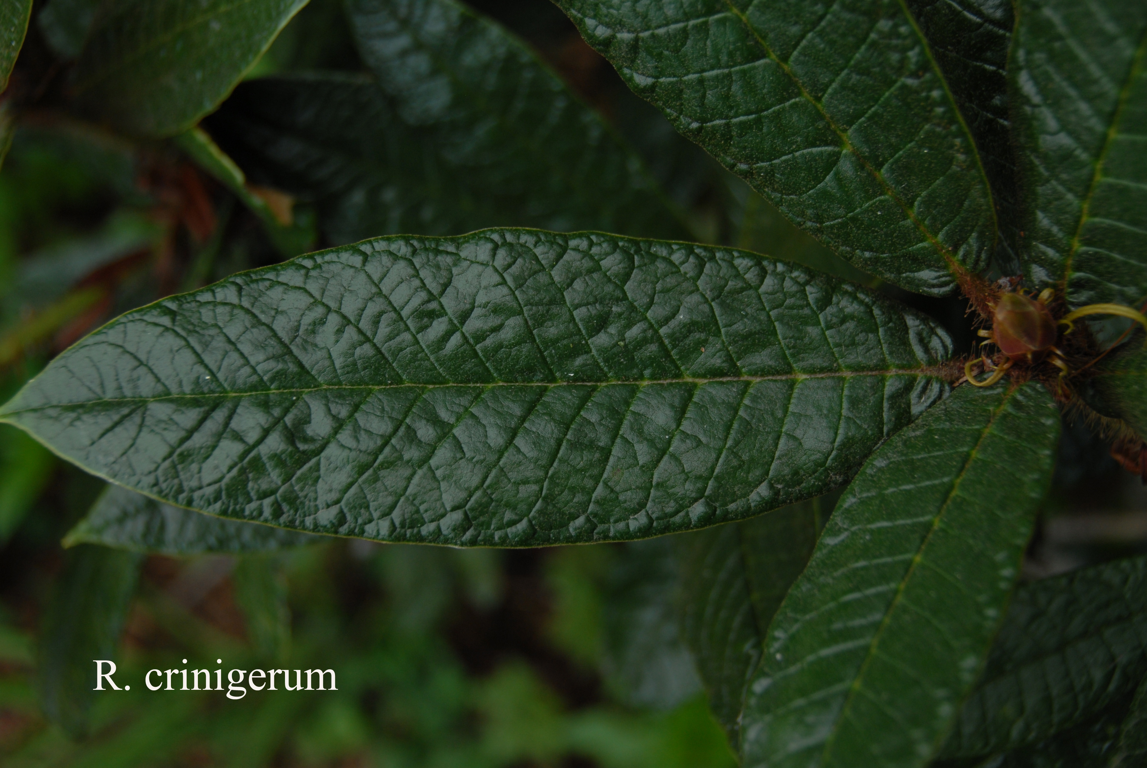 Rhododendron crinigerum var crinigerum photo