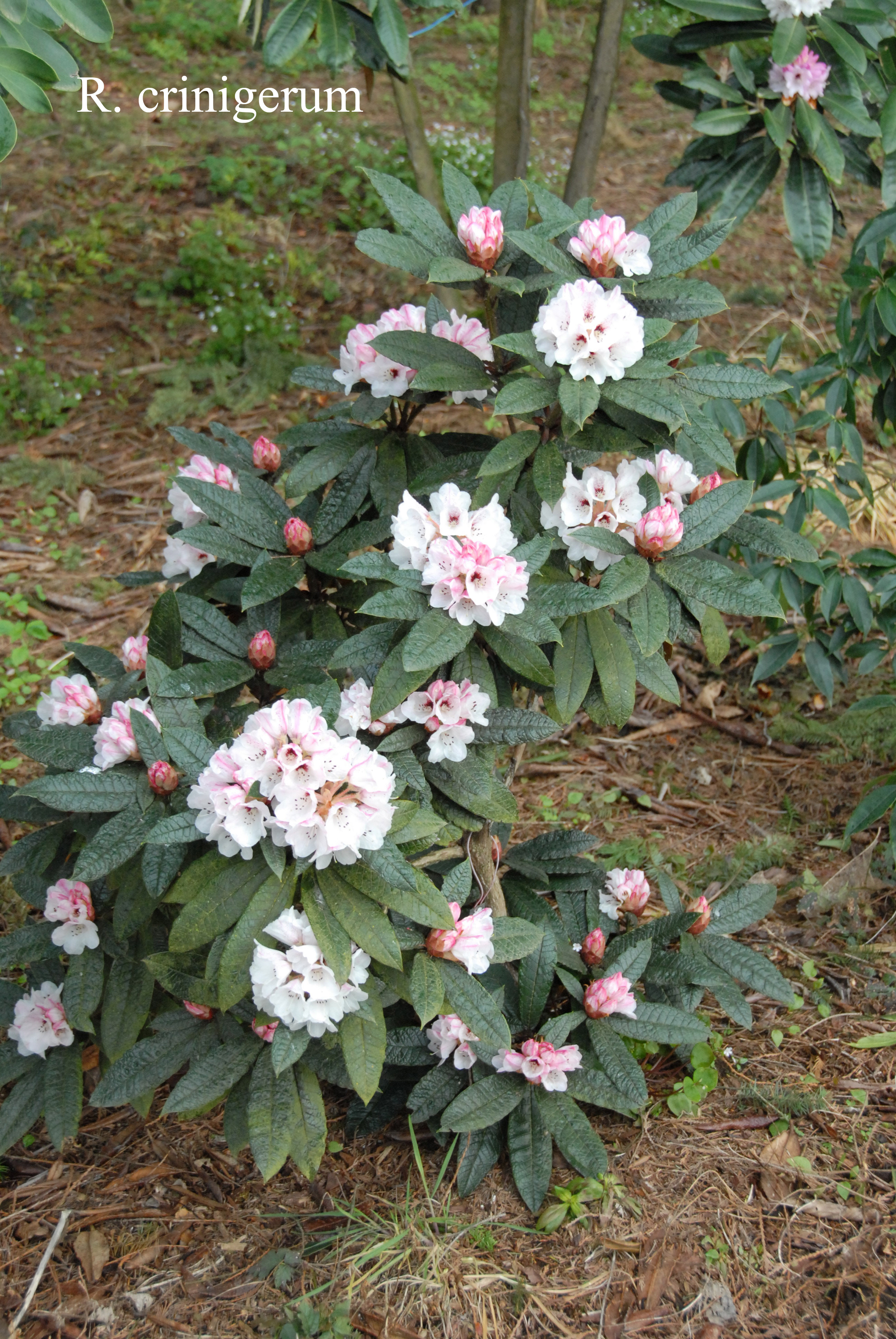 Rhododendron crinigerum var crinigerum photo