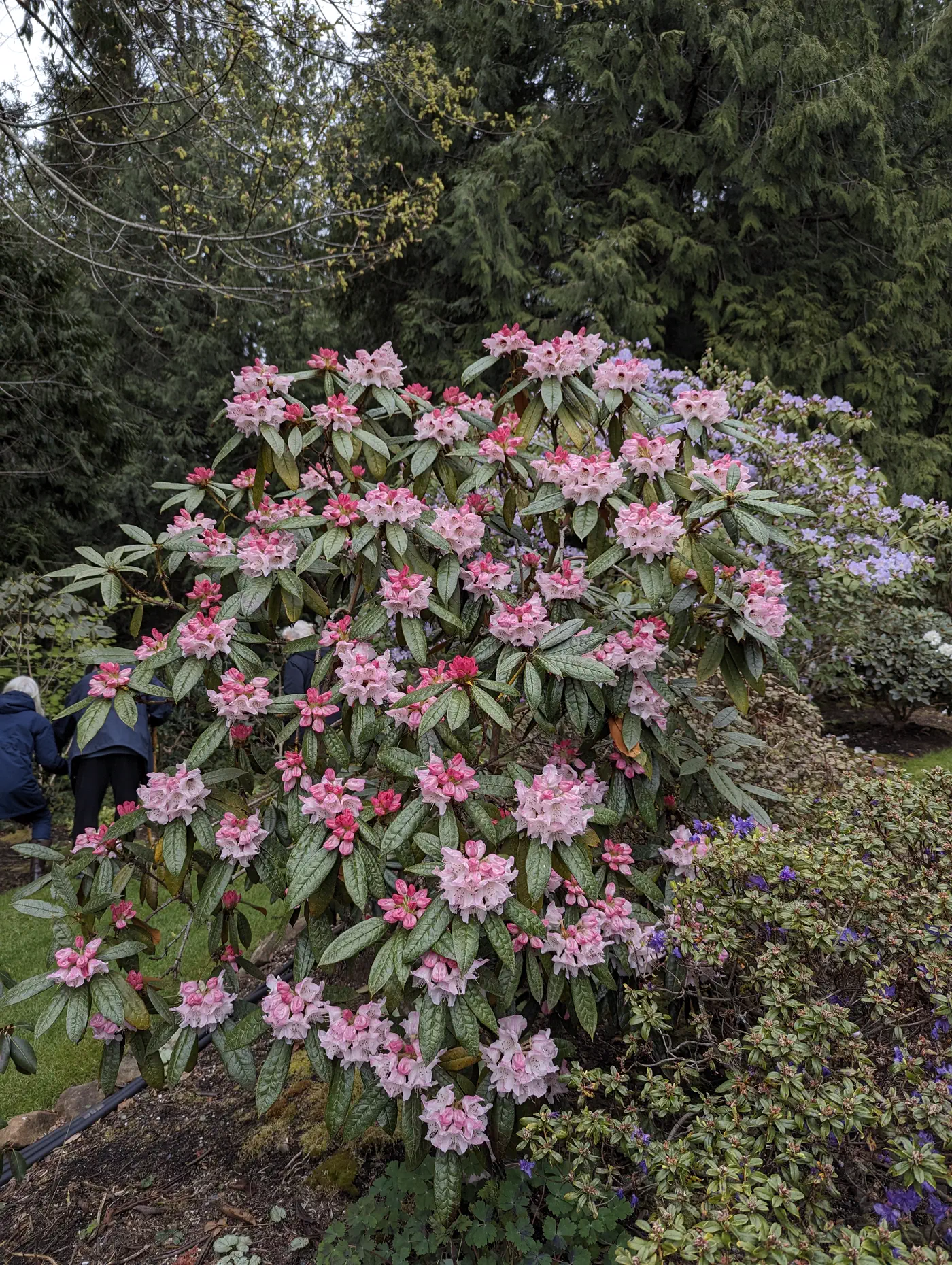 R. crinigerum var crinigerum photo of R. crinigerum var crinigerum. Plant habit in bloom. Grown in morning to midday sun.. Location: Shirley, South Vancouver Island, BC, Canada. Photo by: John Verwolf