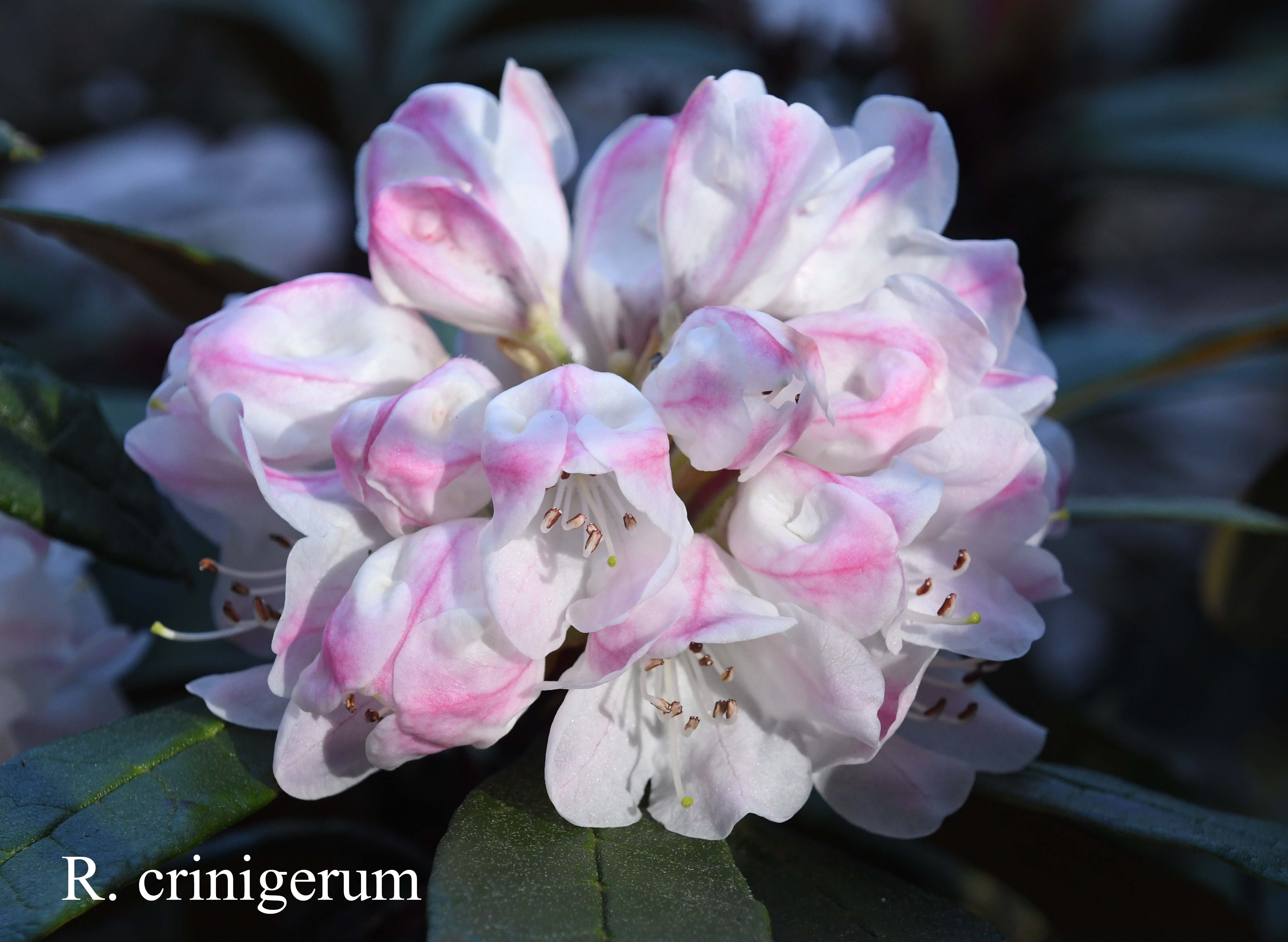 Rhododendron crinigerum var crinigerum photo