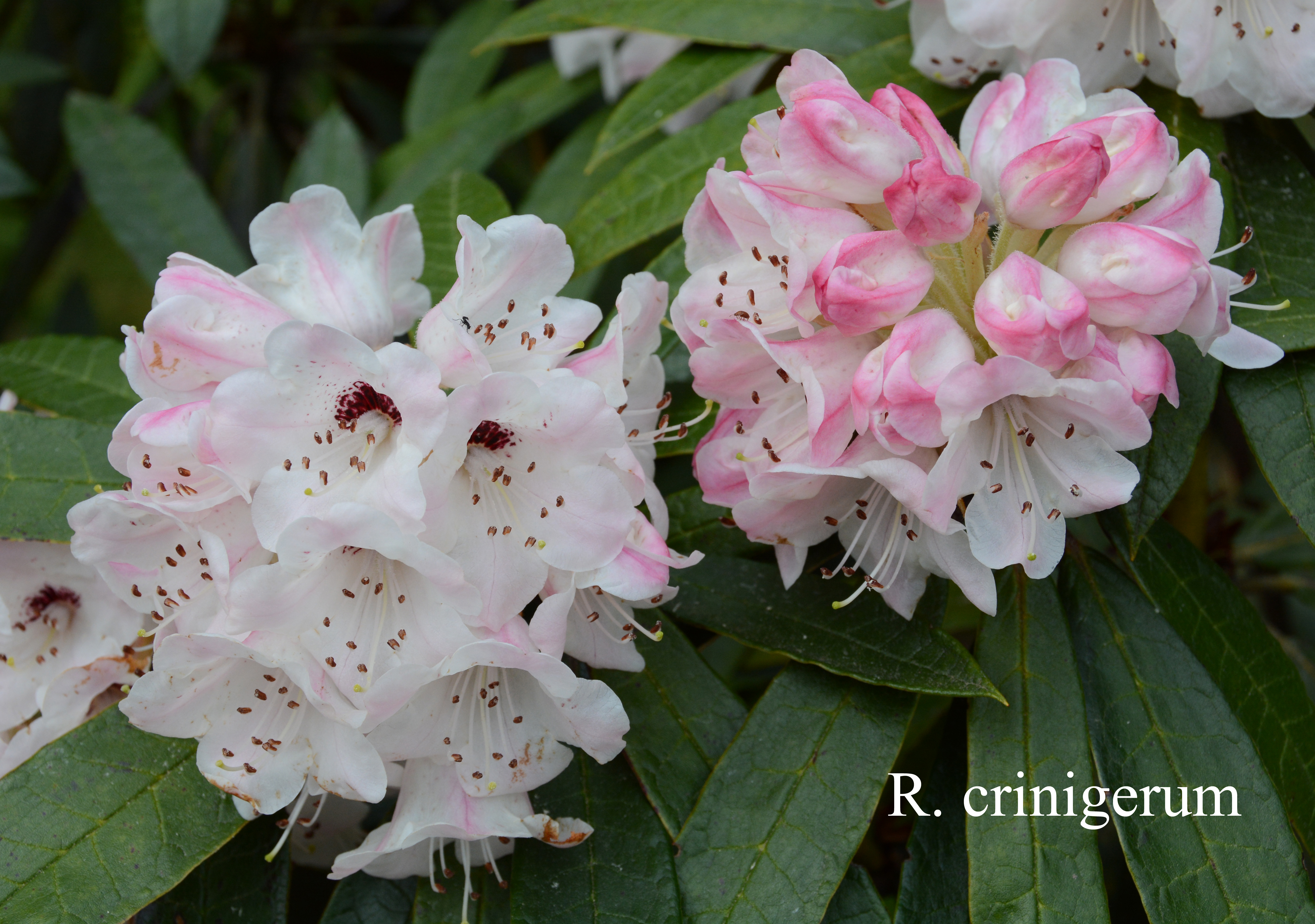 Rhododendron crinigerum var crinigerum photo