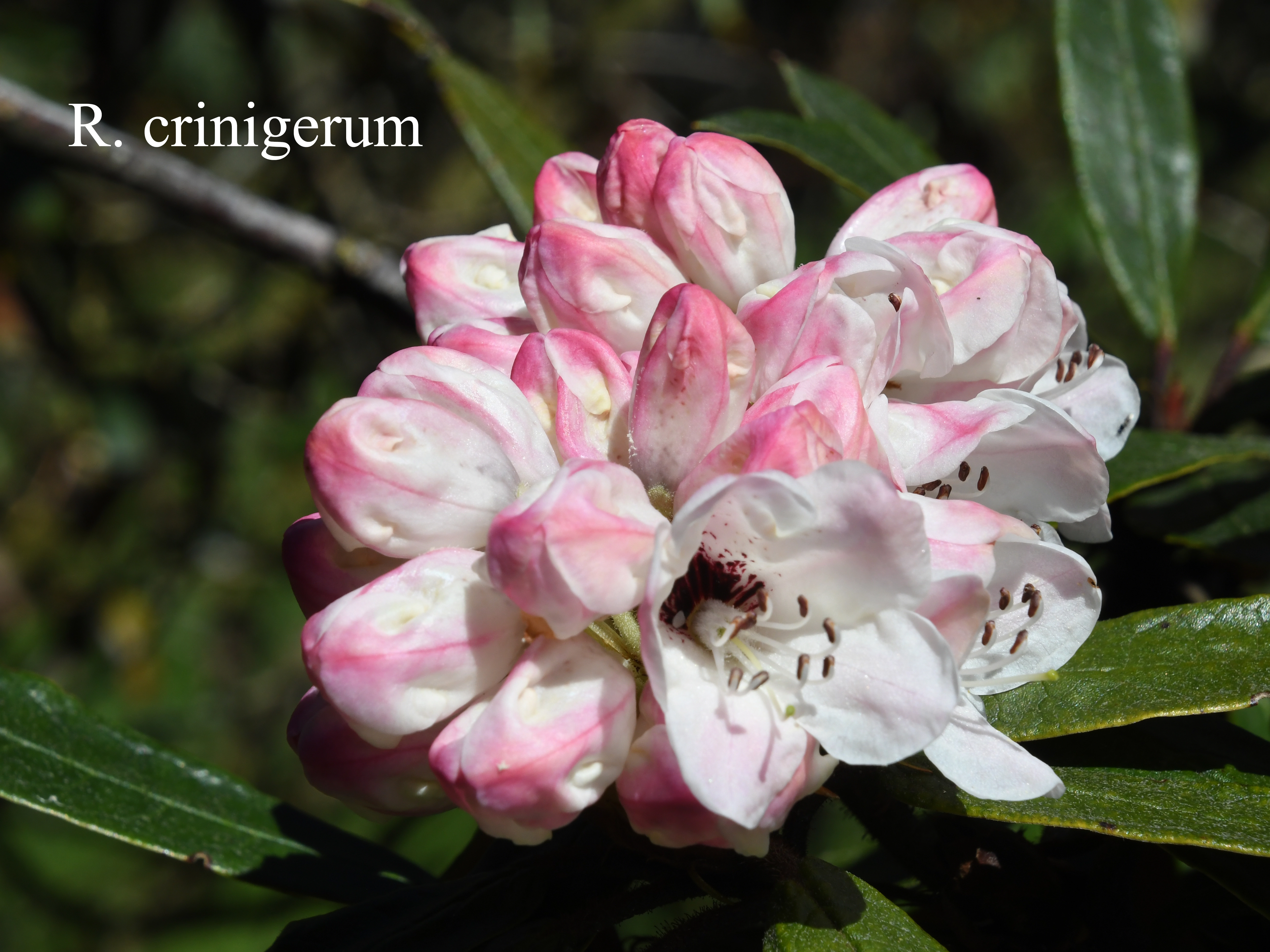 Rhododendron crinigerum var crinigerum photo