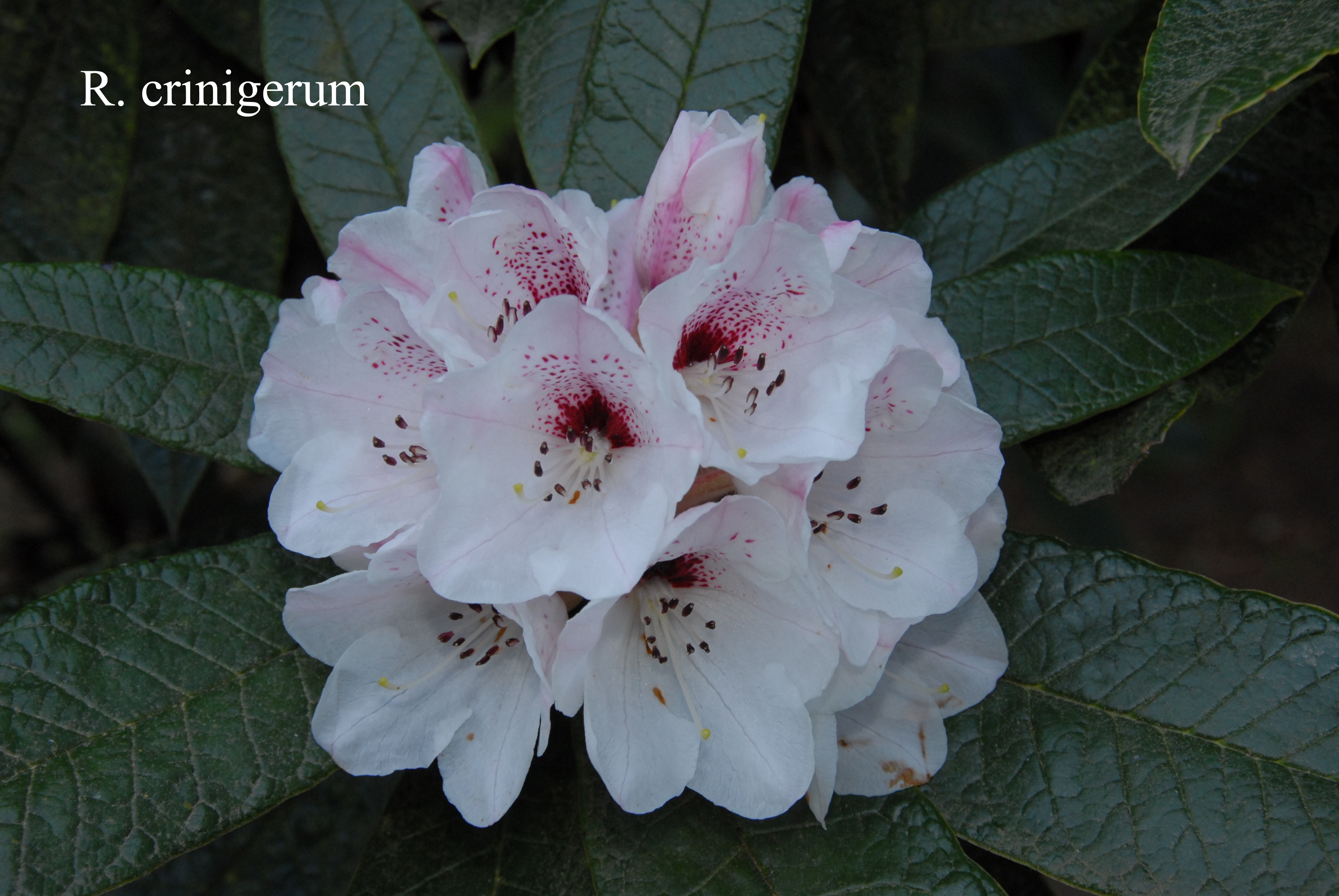 Rhododendron crinigerum var crinigerum photo