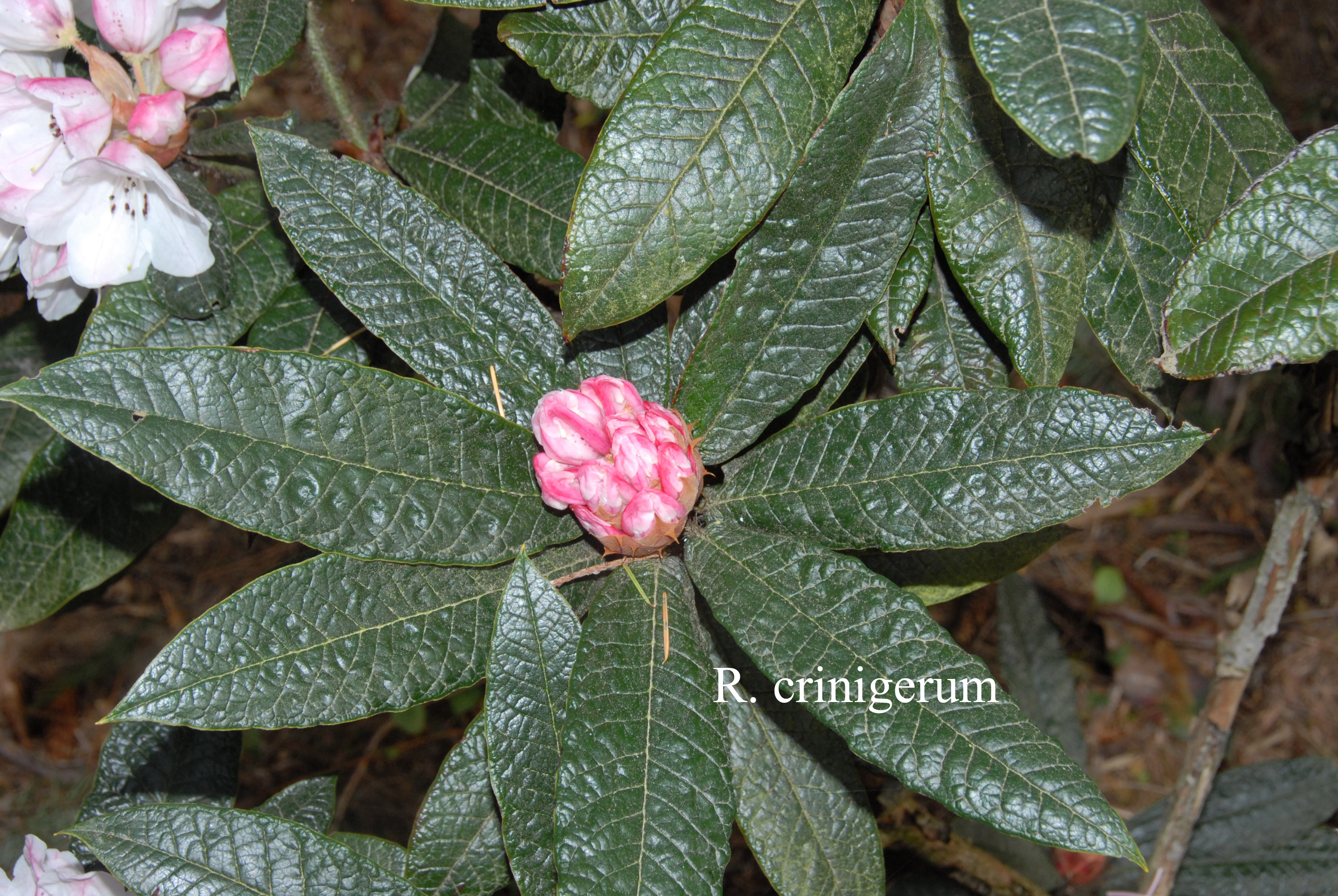 Rhododendron crinigerum var crinigerum photo