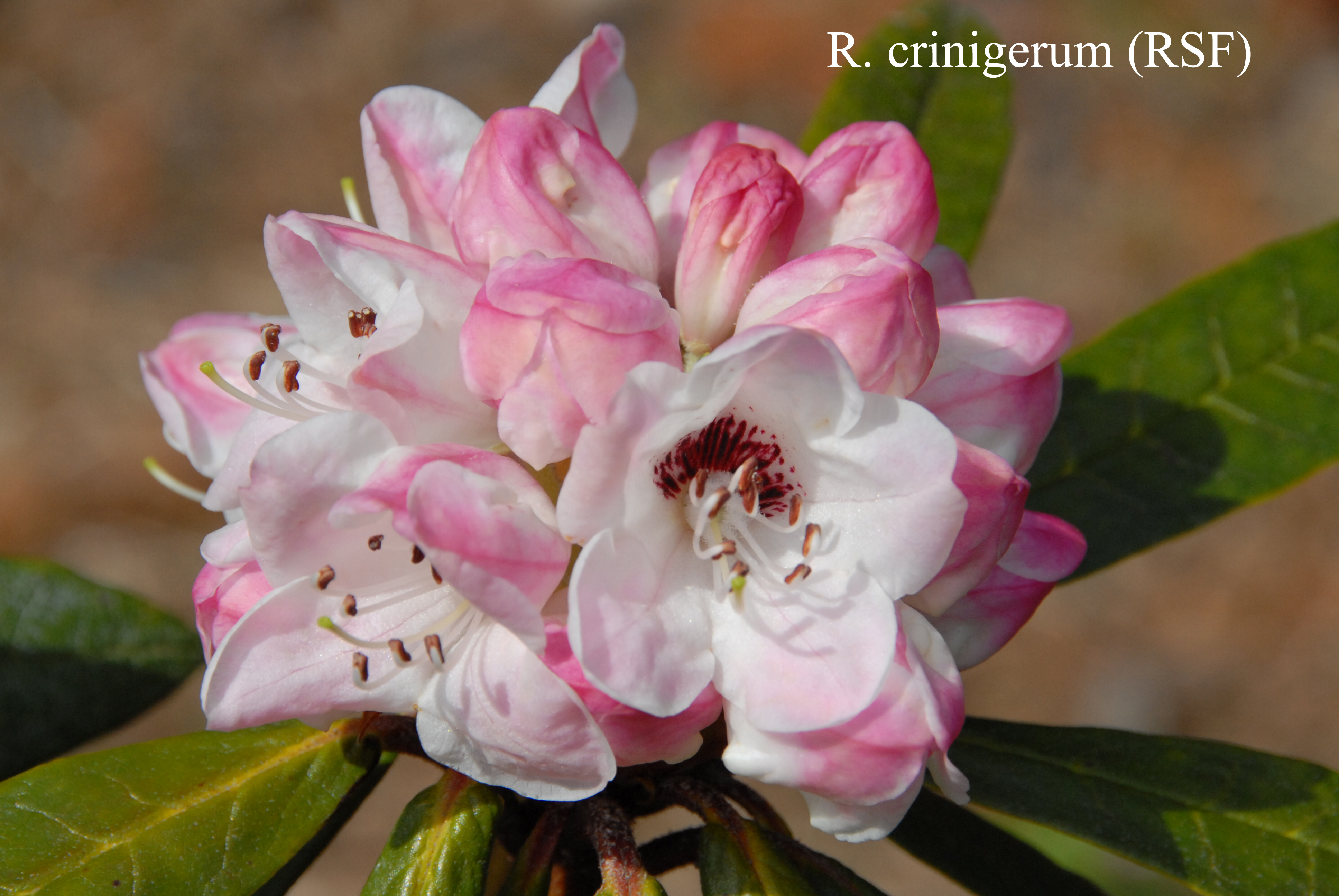 Rhododendron crinigerum var crinigerum photo