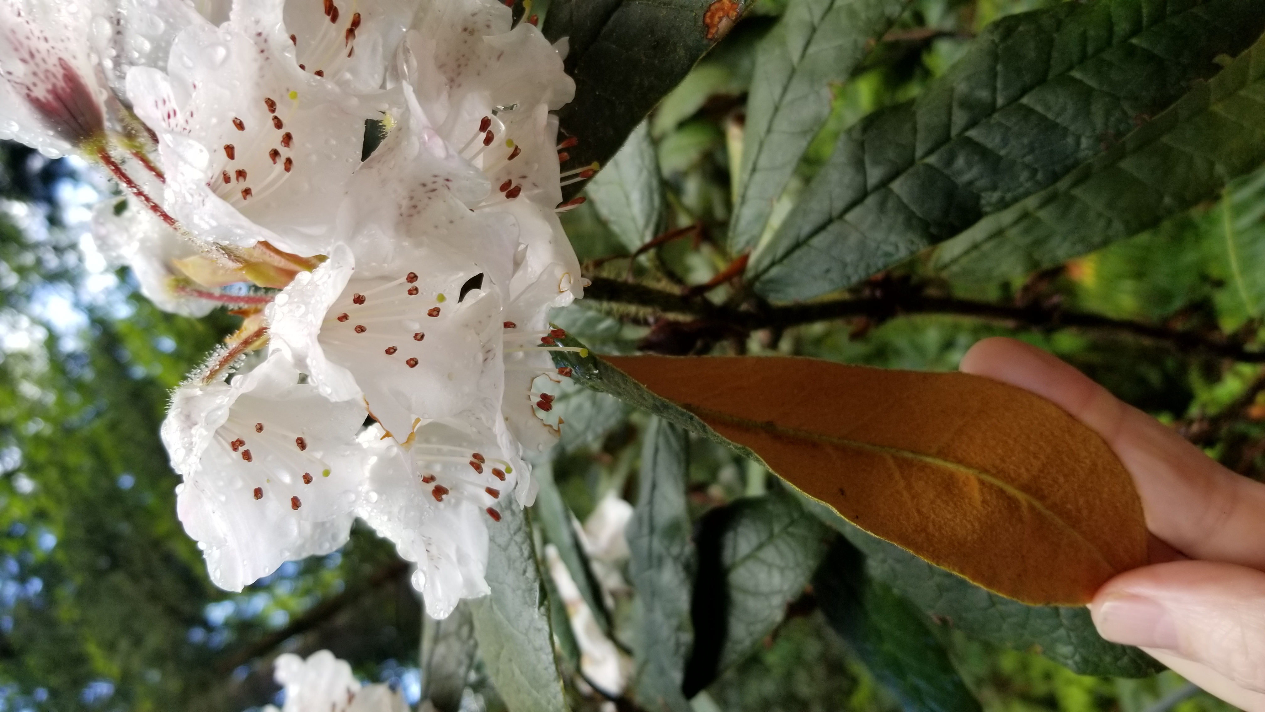 Rhododendron crinigerum var crinigerum photo