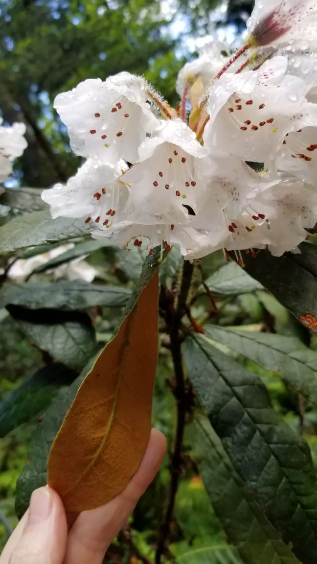 Photo of R. crinigerum var crinigerum, Species