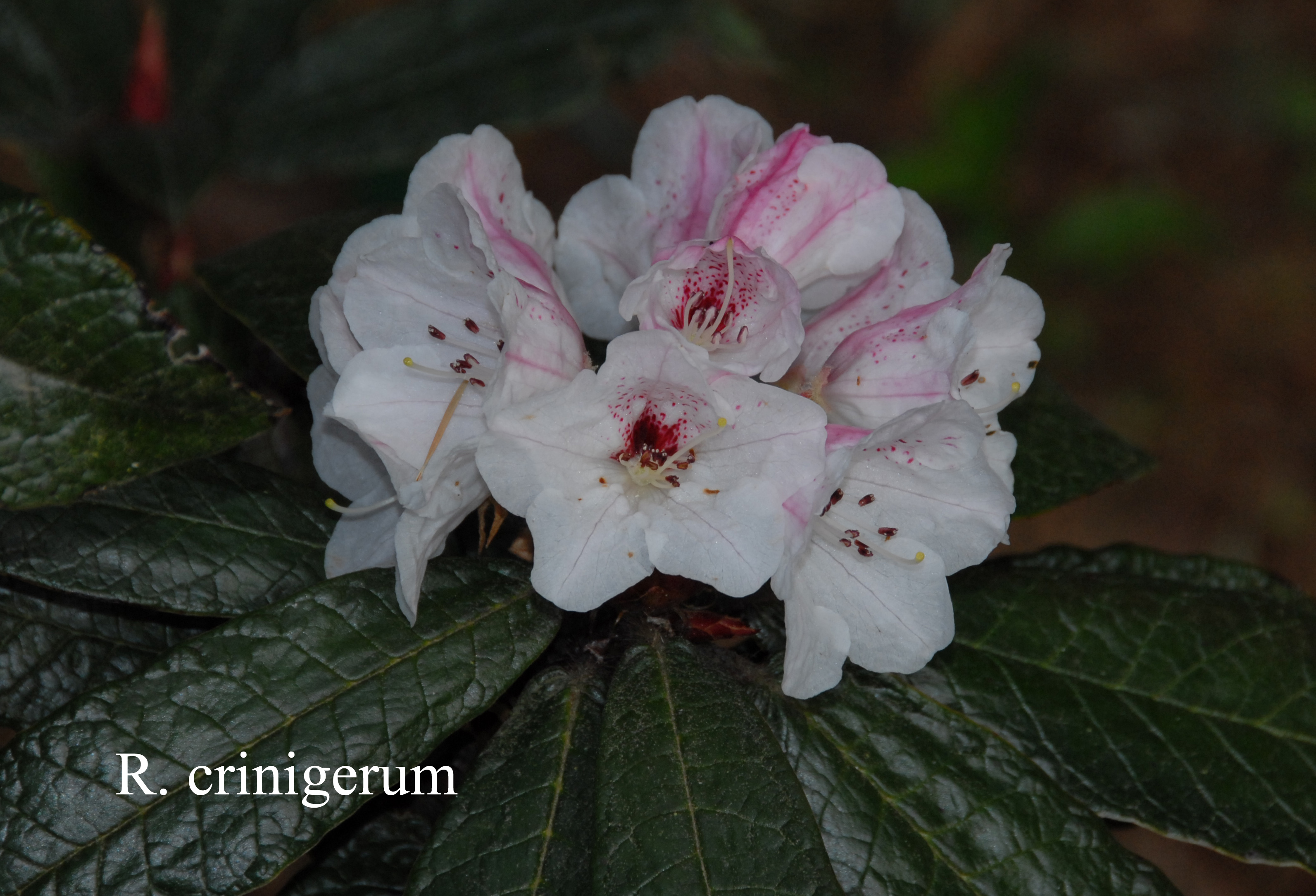 Rhododendron crinigerum var crinigerum photo