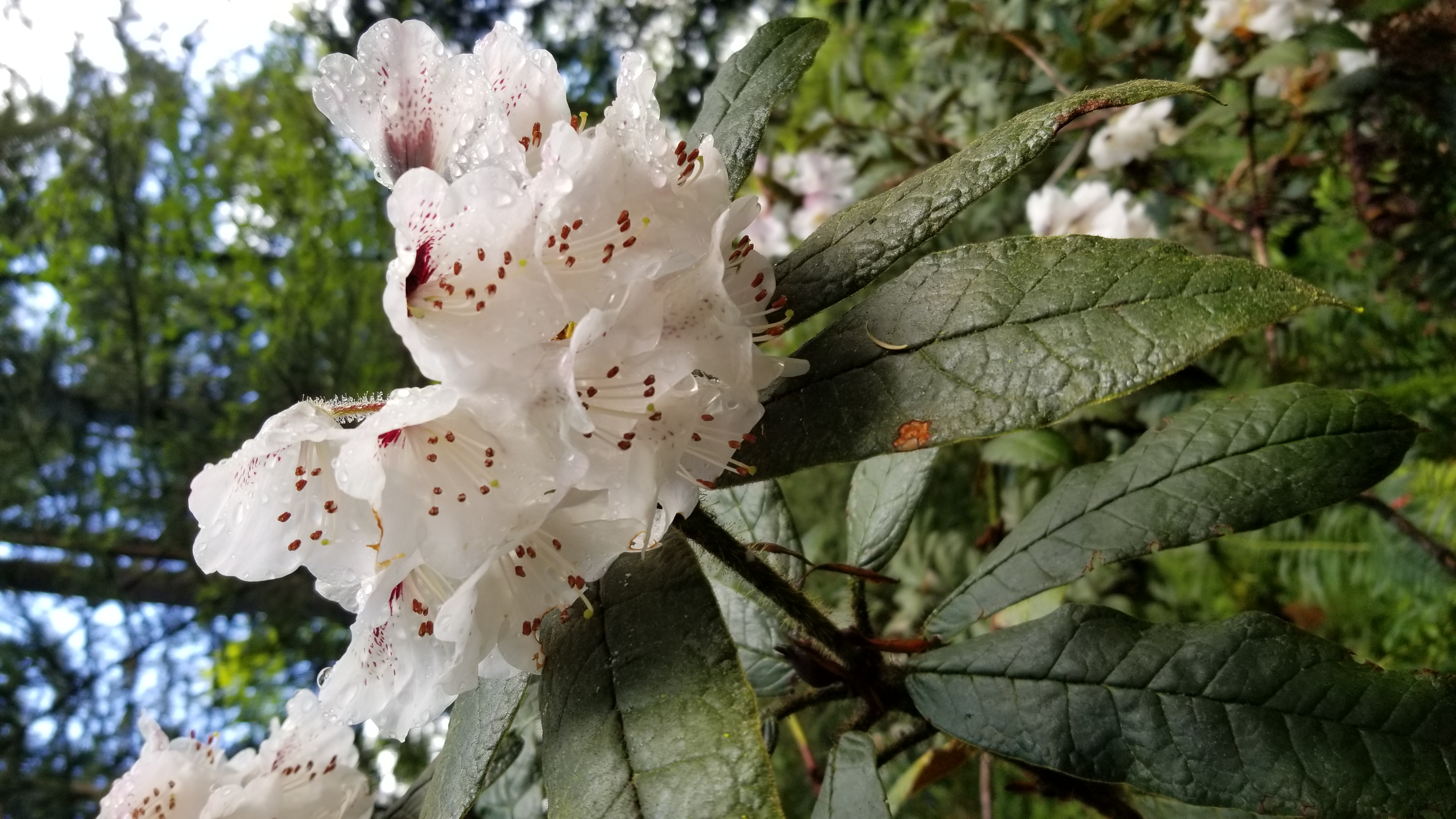Rhododendron crinigerum var crinigerum photo