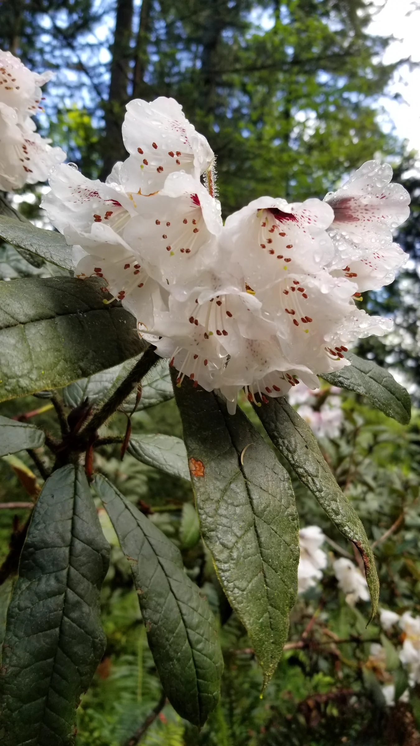 R. crinigerum photo of R. crinigerum var crinigerum. R. crinigerum 2005/045 BASE#8593 RSBG flowers. Location: Rhododendron Species Botanical Garden. Photo by: Thatrhodylady
