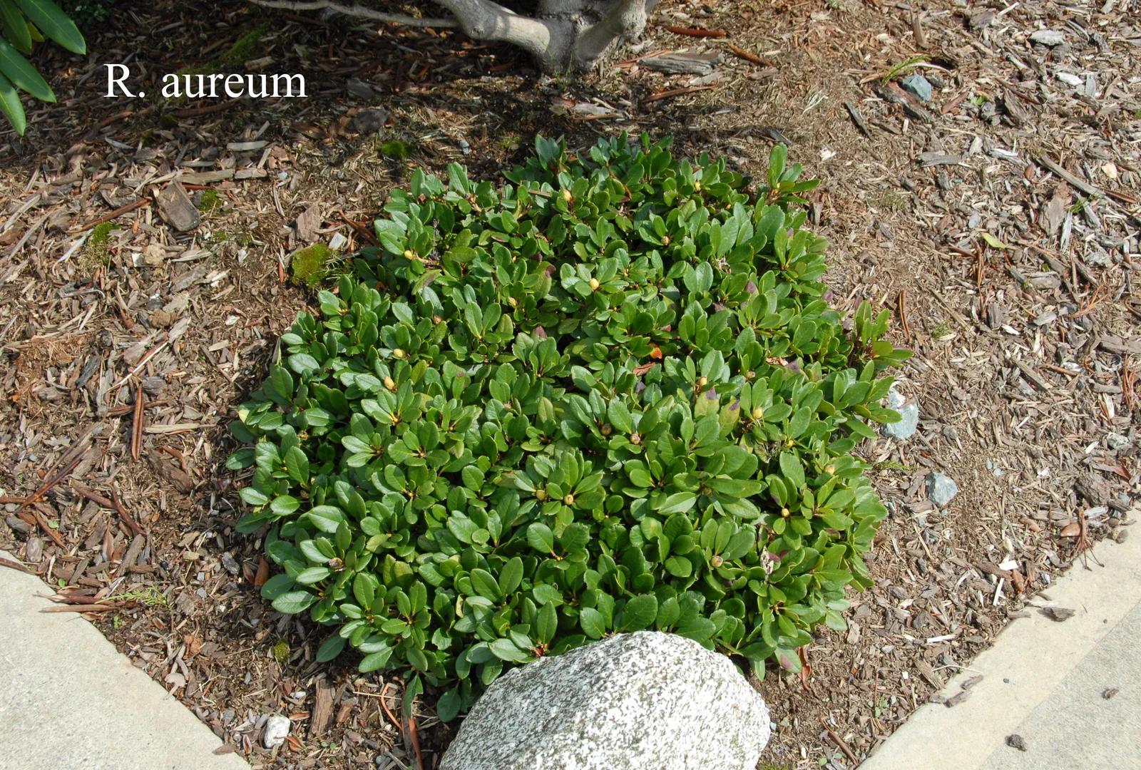 R. aureum photo of R. aureum. Plant. Location: Fearing's Farm Nursery, Abbotsford, BC, Canada. Photo by: Harold Fearing