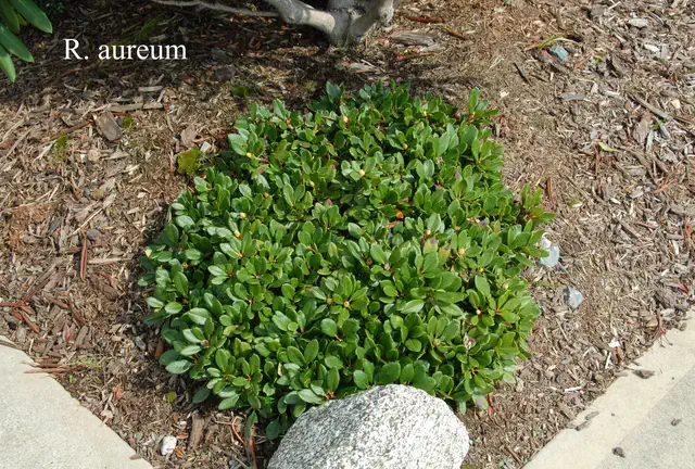 Photo of R. aureum, Species