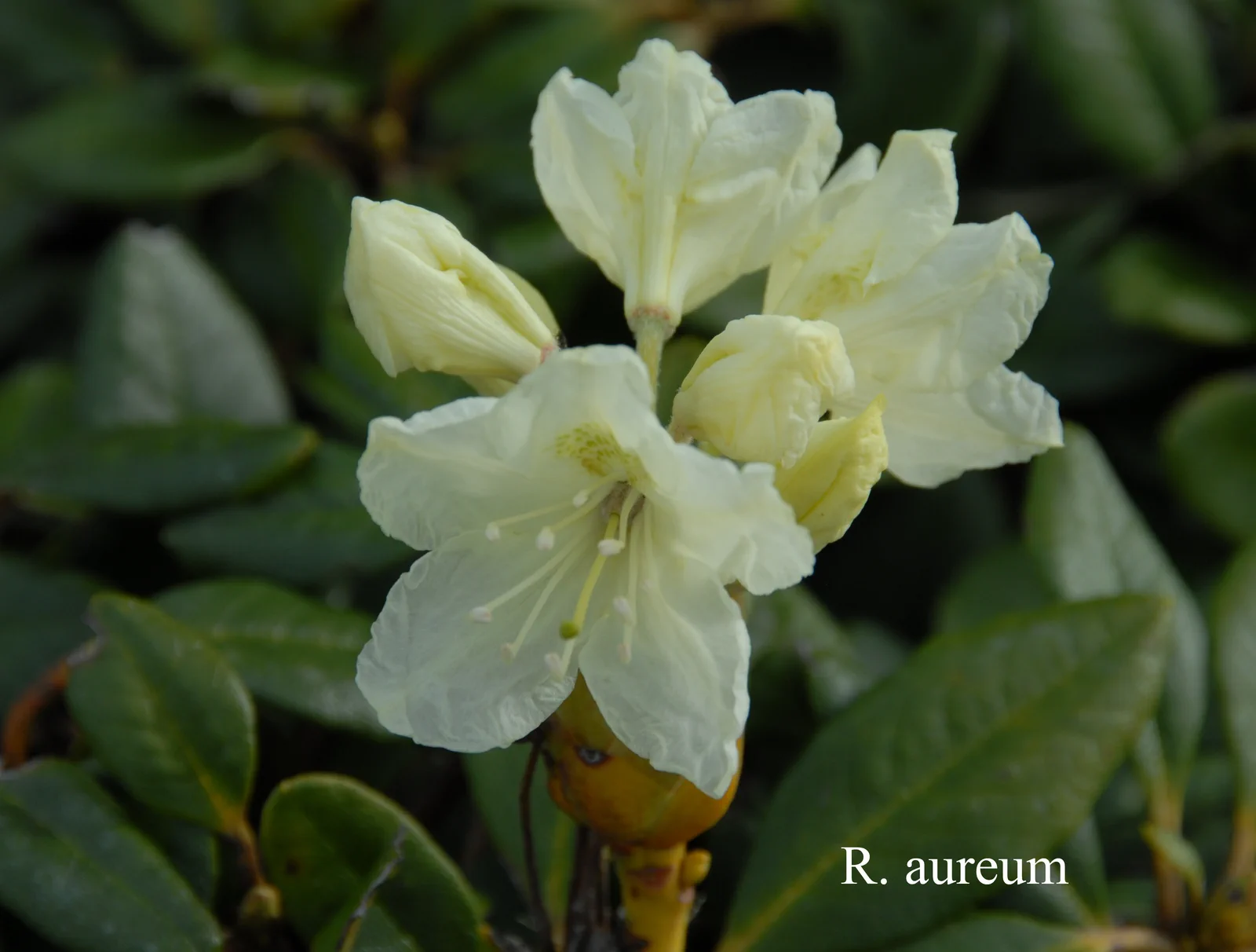 R. aureum photo of R. aureum. Location: Fearing's Farm Nursery, Abbotsford, BC, Canada. Photo by: Harold Fearing