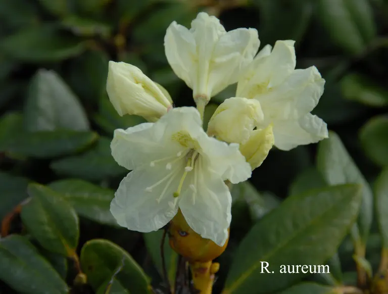Photo of R. aureum, Species