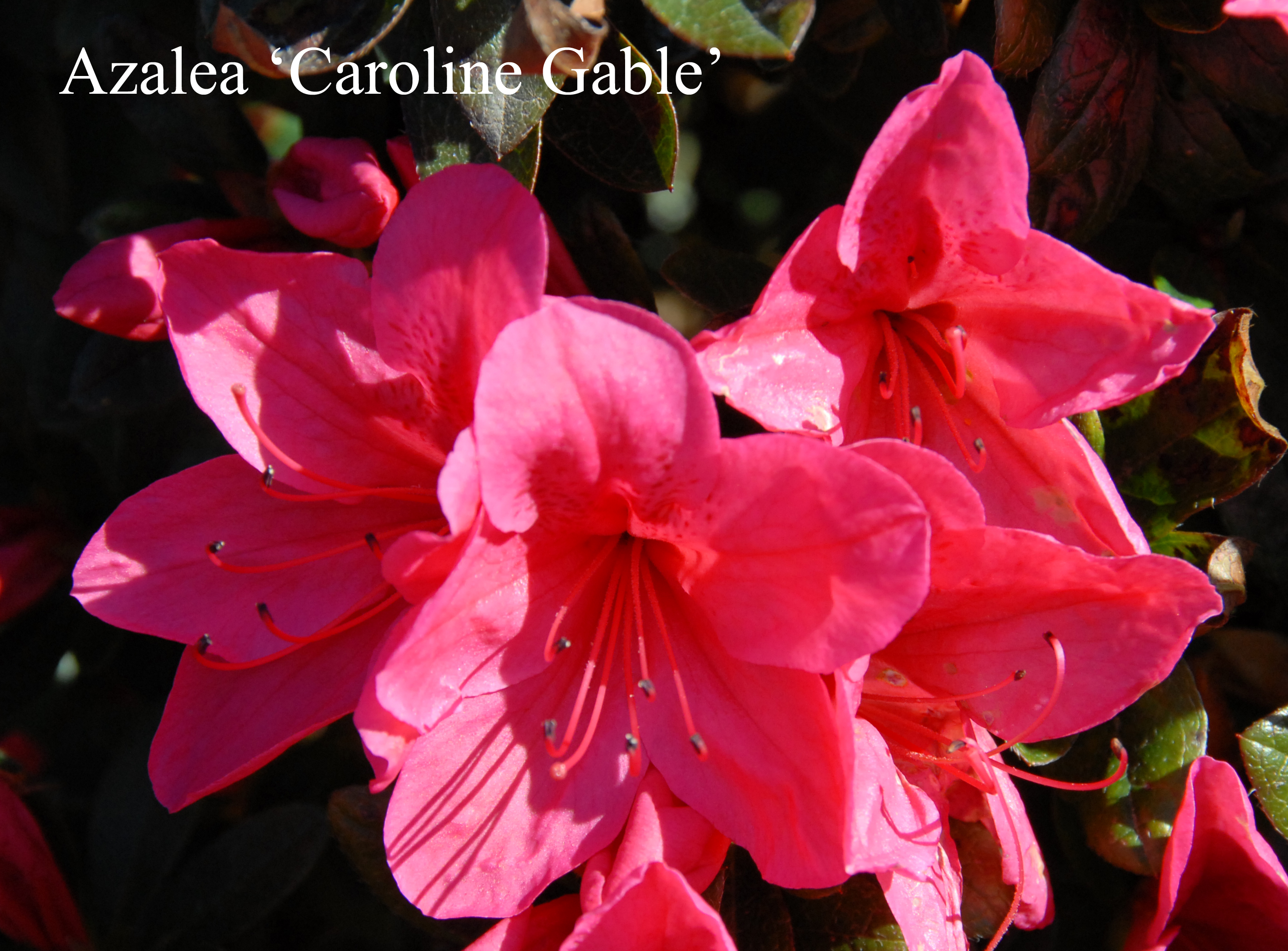 Rhododendron Caroline Gable photo