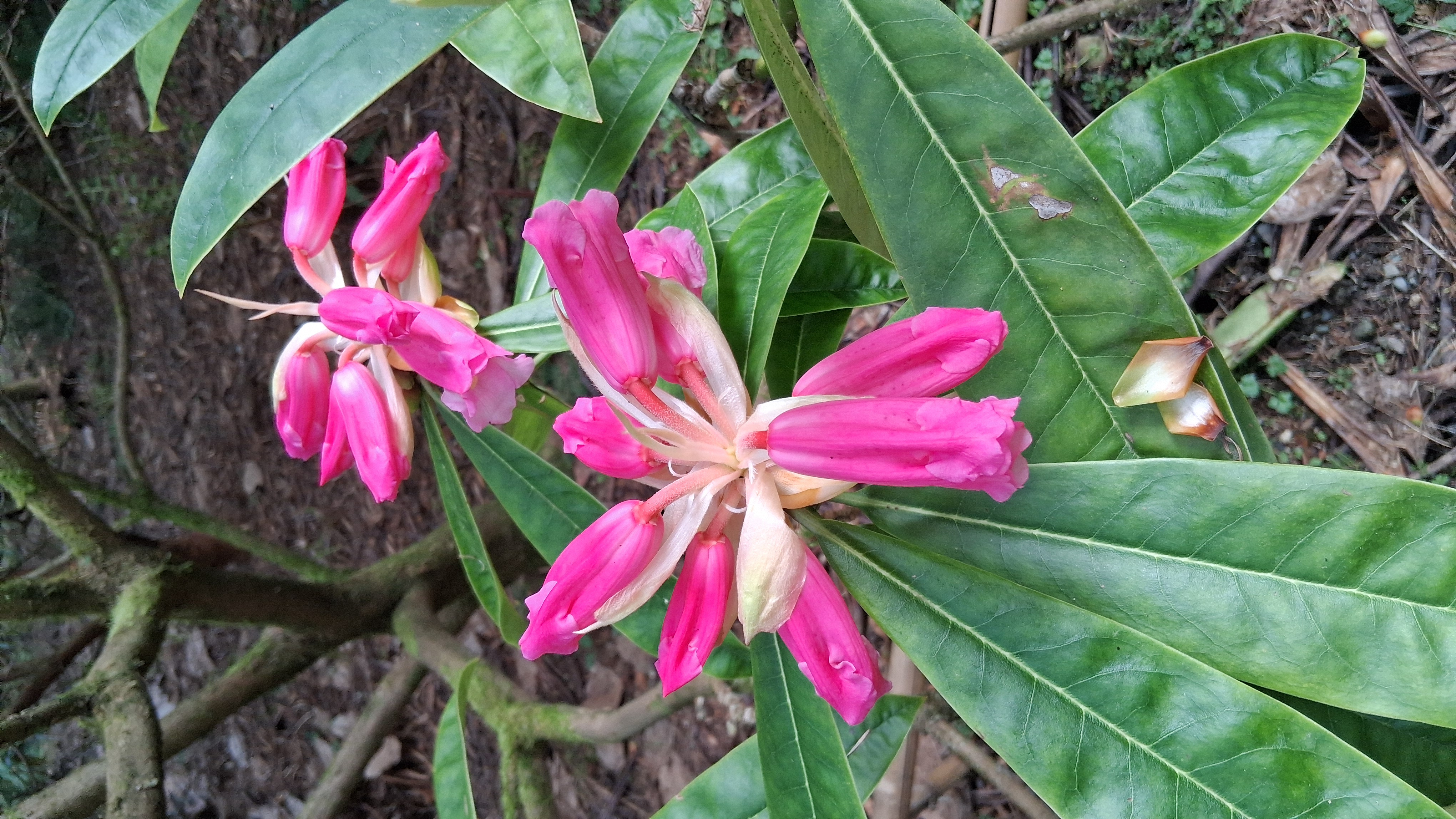 Rhododendron jingangshanicum photo