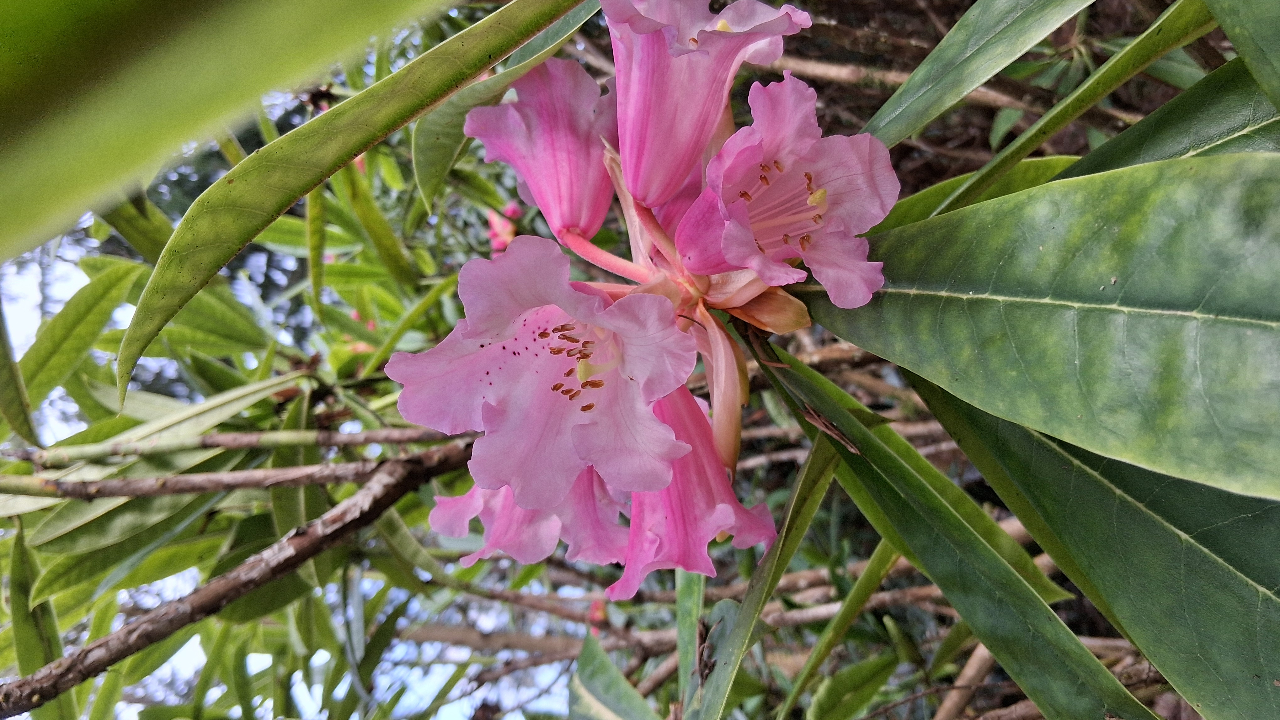 Rhododendron jingangshanicum photo