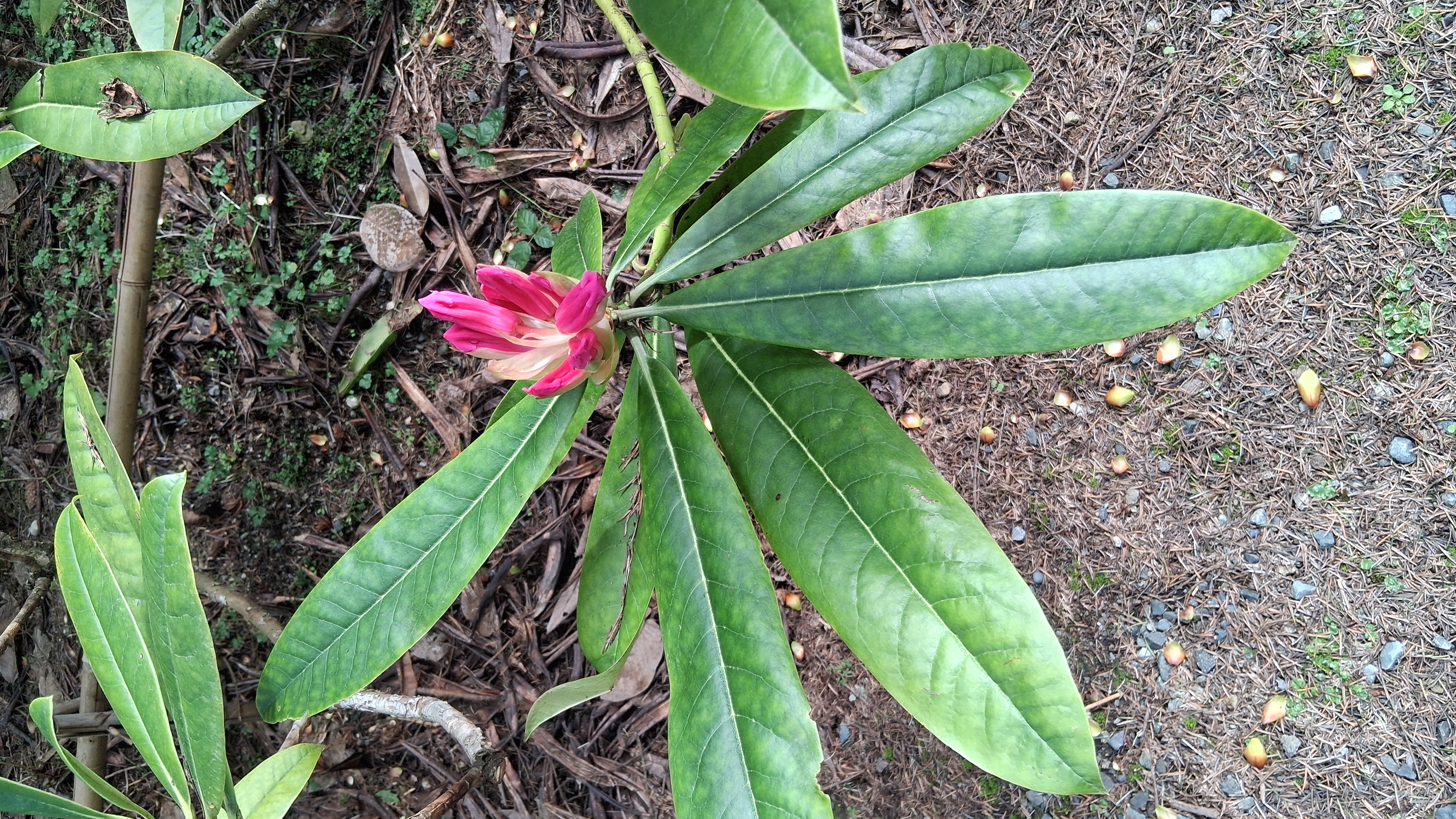 Rhododendron jingangshanicum photo