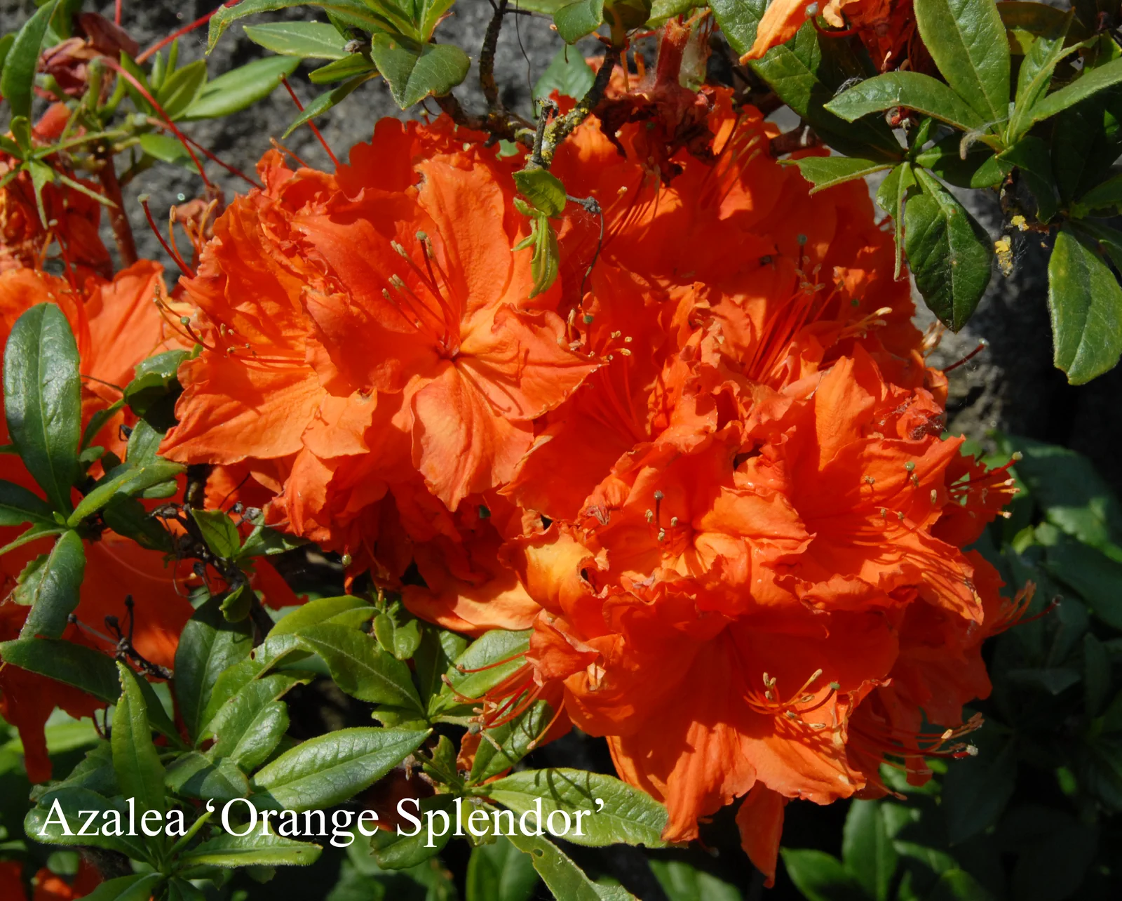 R. 'Orange Splendor' photo of R. 'Orange Splendor'. Location: Fearing's Farm Nursery, Abbotsford, BC, Canada. Photo by: Harold Fearing