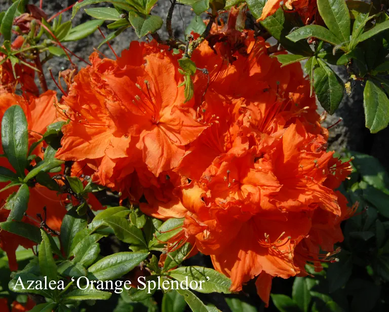 Photo of R. 'Orange Splendor', Deciduous Azalea Hybrid