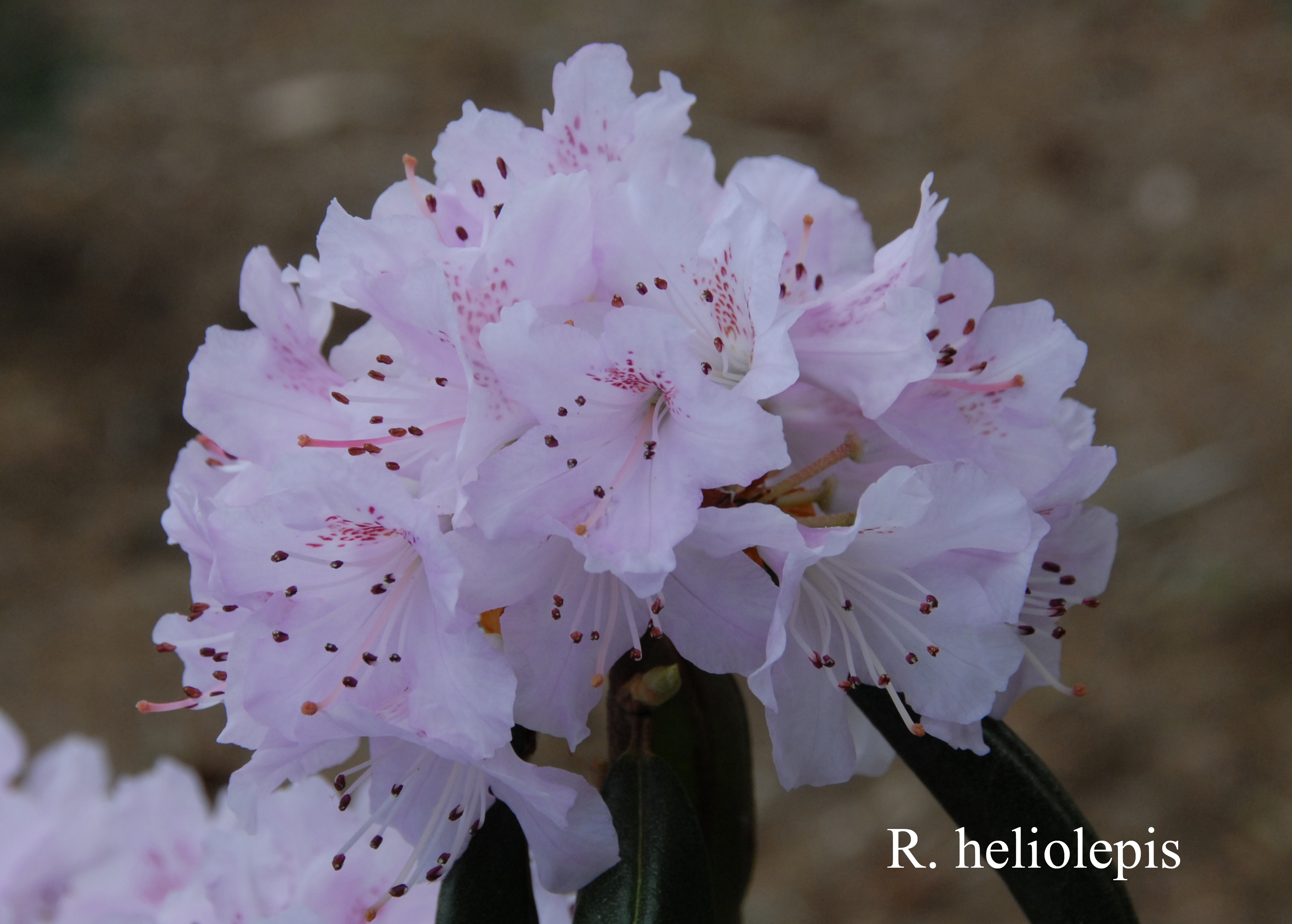 Rhododendron heliolepis var heliolepis photo