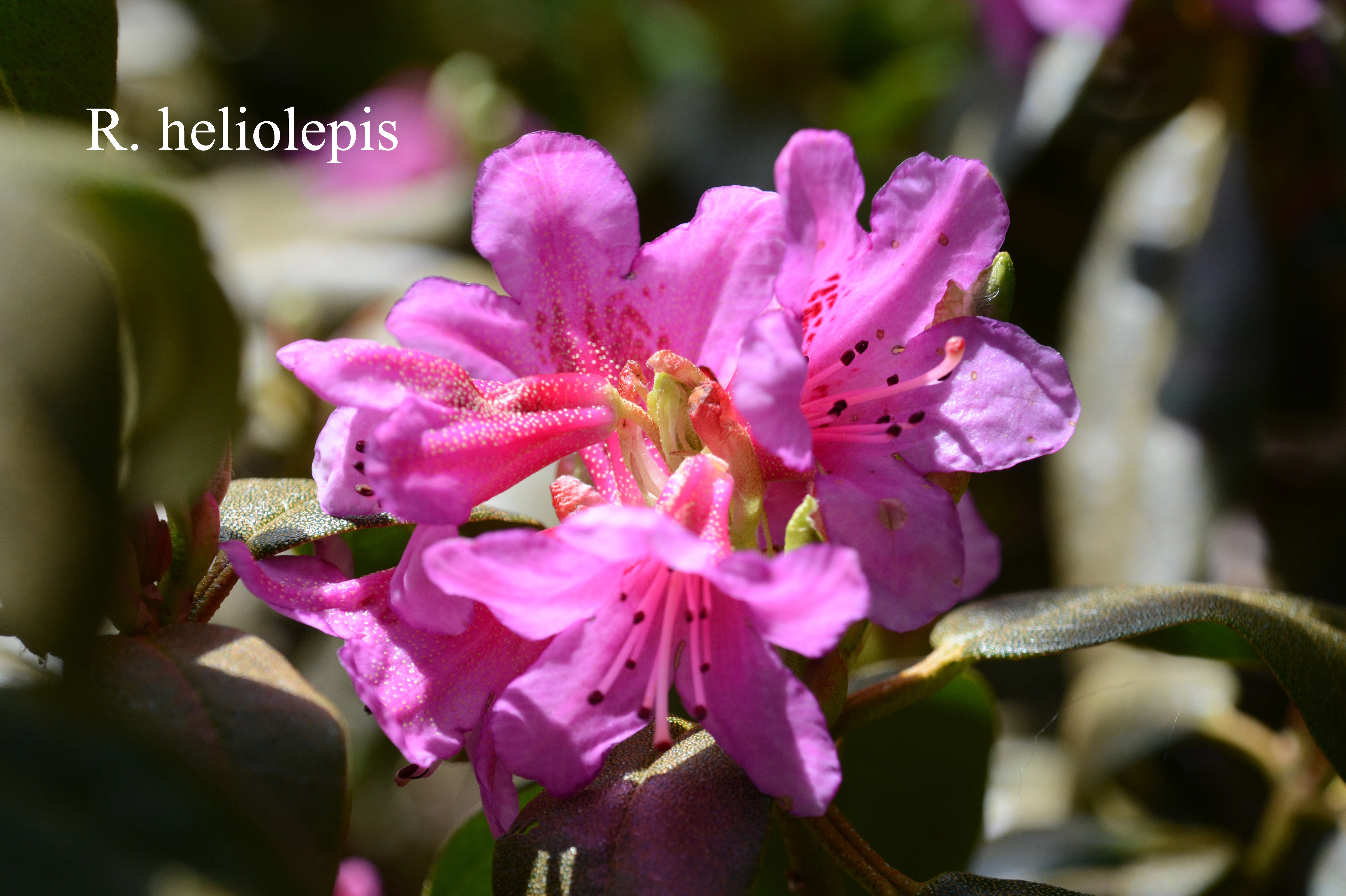 Rhododendron heliolepis var heliolepis photo