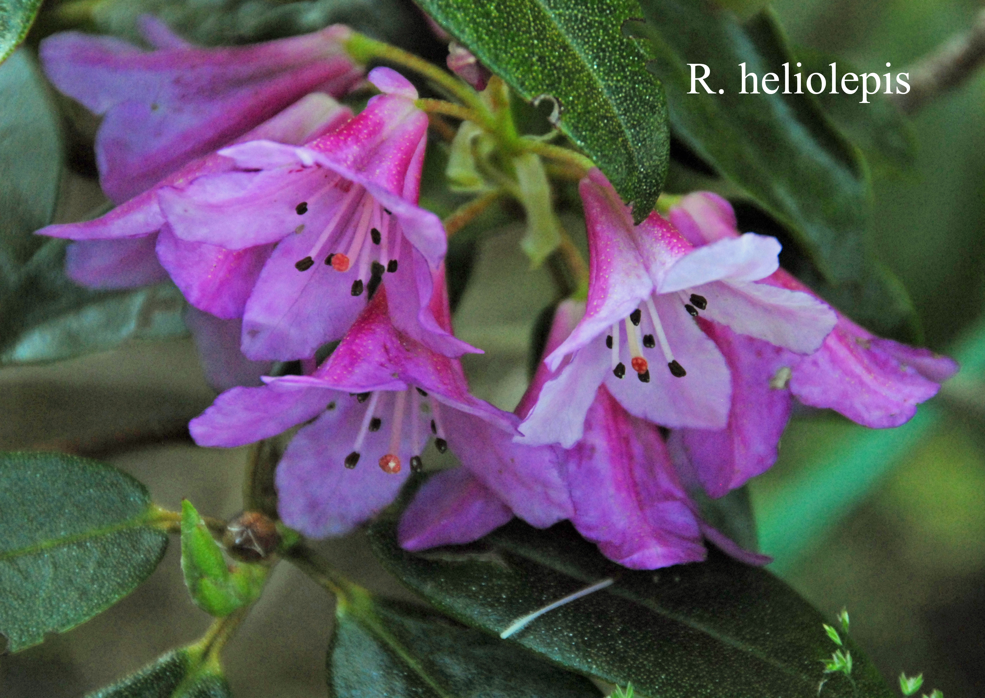 Rhododendron heliolepis var heliolepis photo