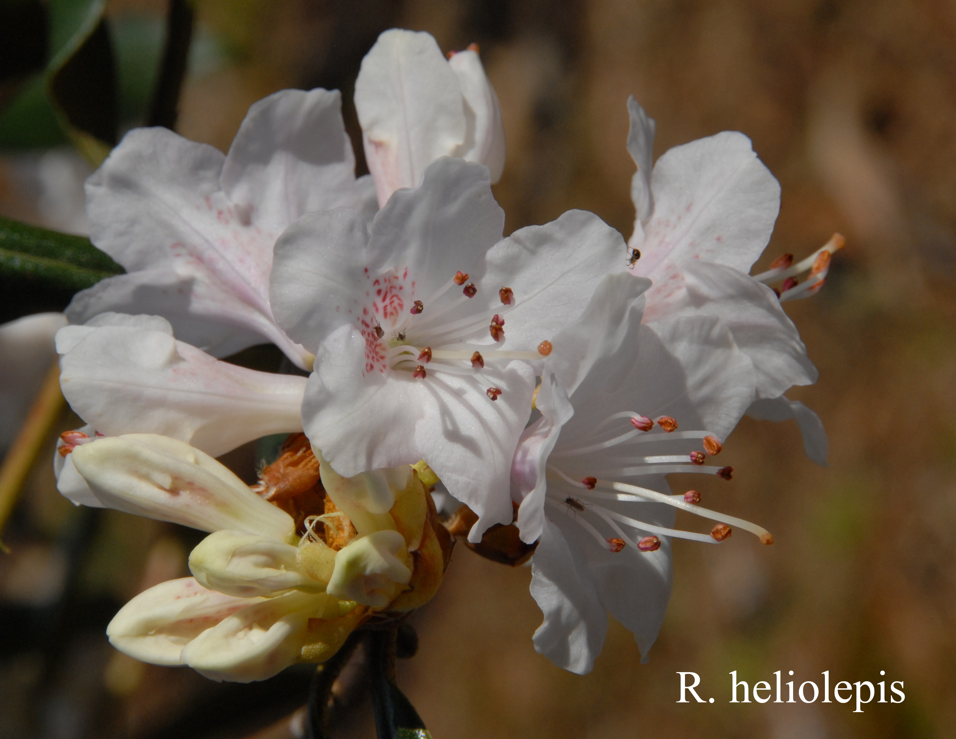 Rhododendron heliolepis var heliolepis photo
