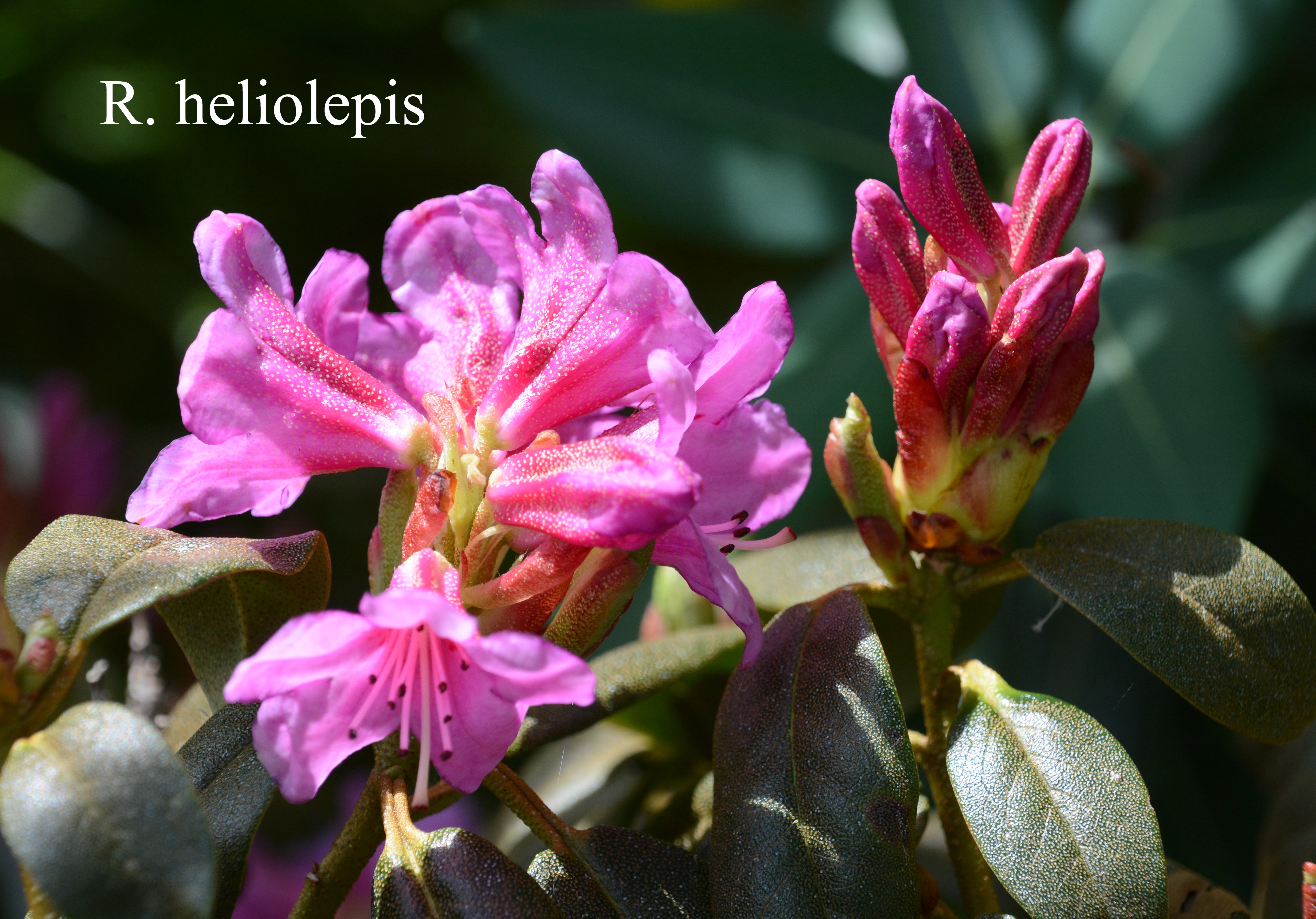 Rhododendron heliolepis var heliolepis photo
