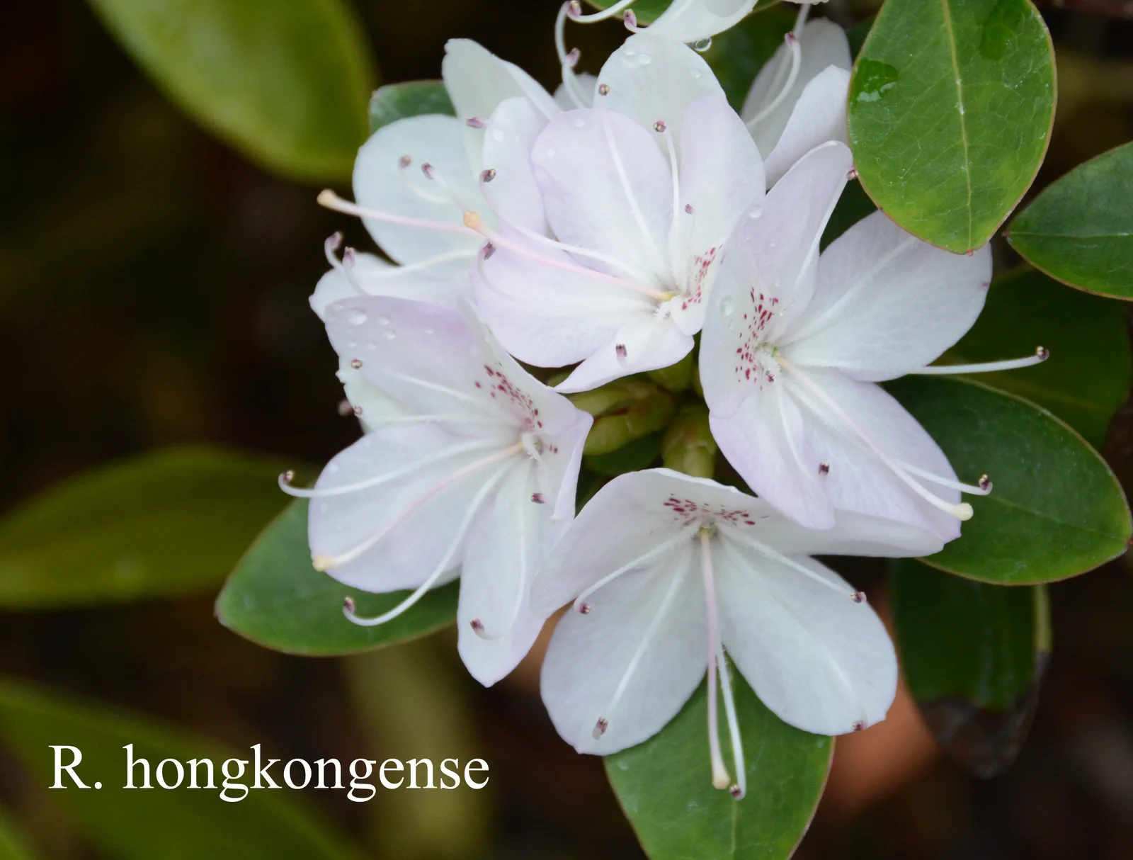R. hongkongense photo of R. hongkongense. Location: Fearing's Farm Nursery, Abbotsford, BC, Canada. Photo by: Harold Fearing