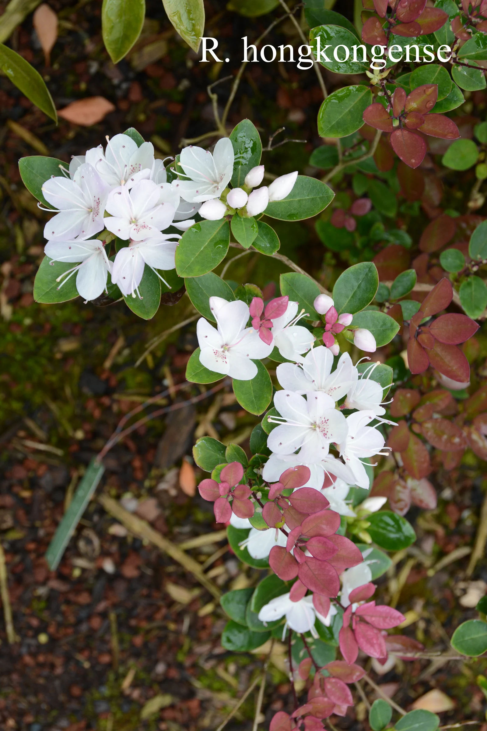 R. hongkongense photo of R. hongkongense. Location: Fearing's Farm Nursery, Abbotsford, BC, Canada. Photo by: Harold Fearing