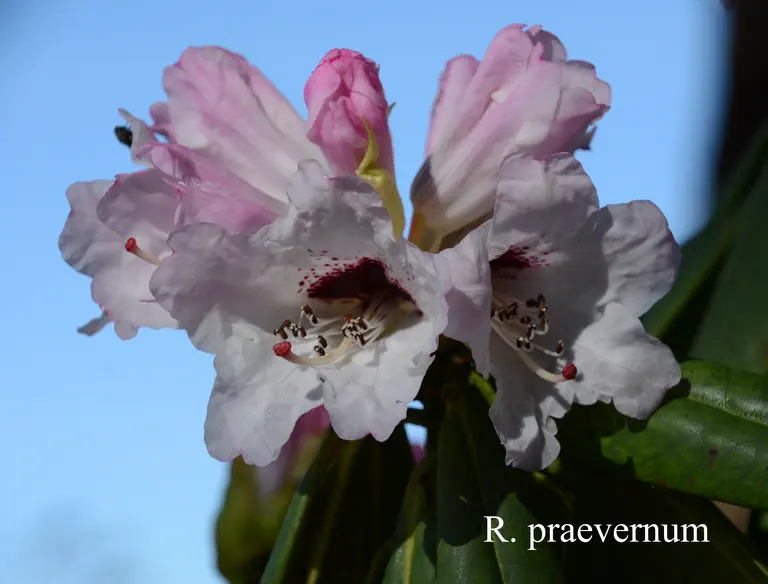 Photo of R. praevernum, Species