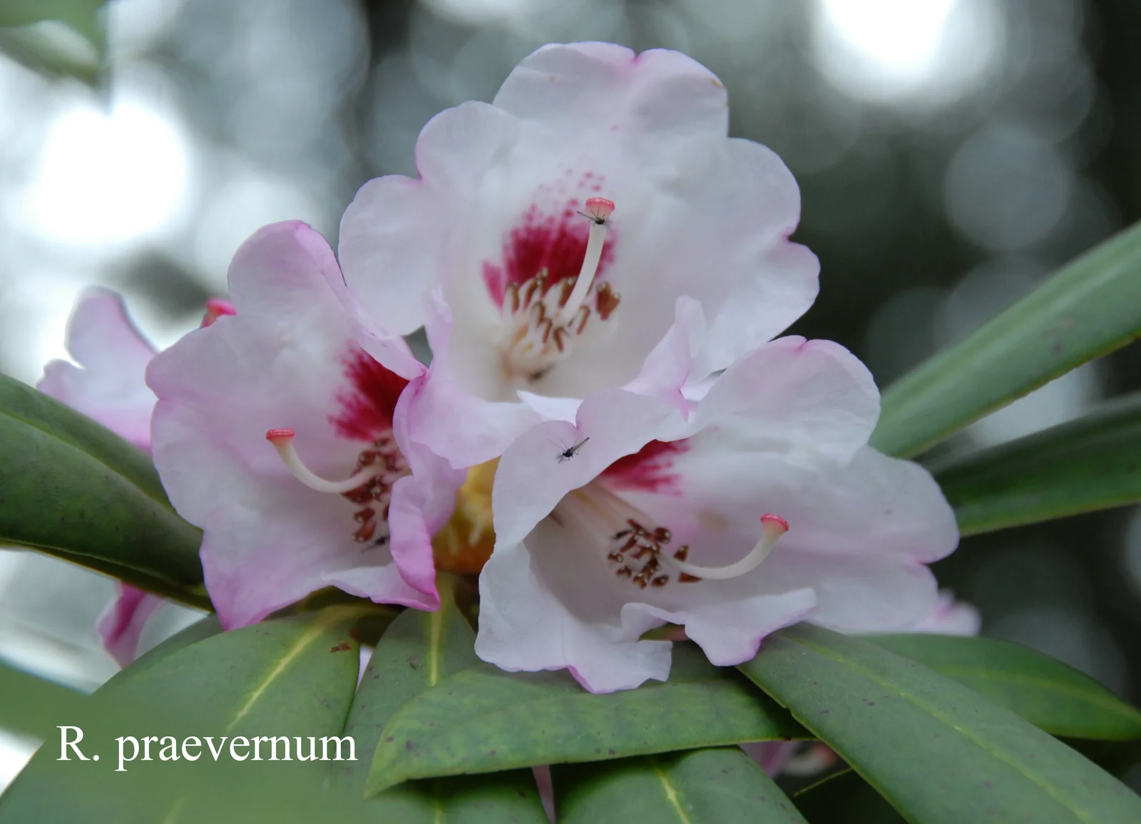 R. praevernum photo of R. praevernum. Location: Fearing's Farm Nursery, Abbotsford, BC, Canada. Photo by: Harold Fearing