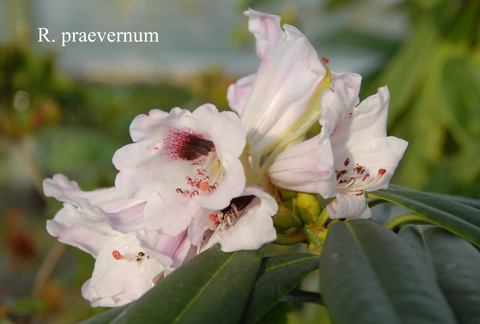 R. praevernum photo of R. praevernum. RSF. Location: Fearing's Farm Nursery, Abbotsford, BC, Canada. Photo by: Harold Fearing