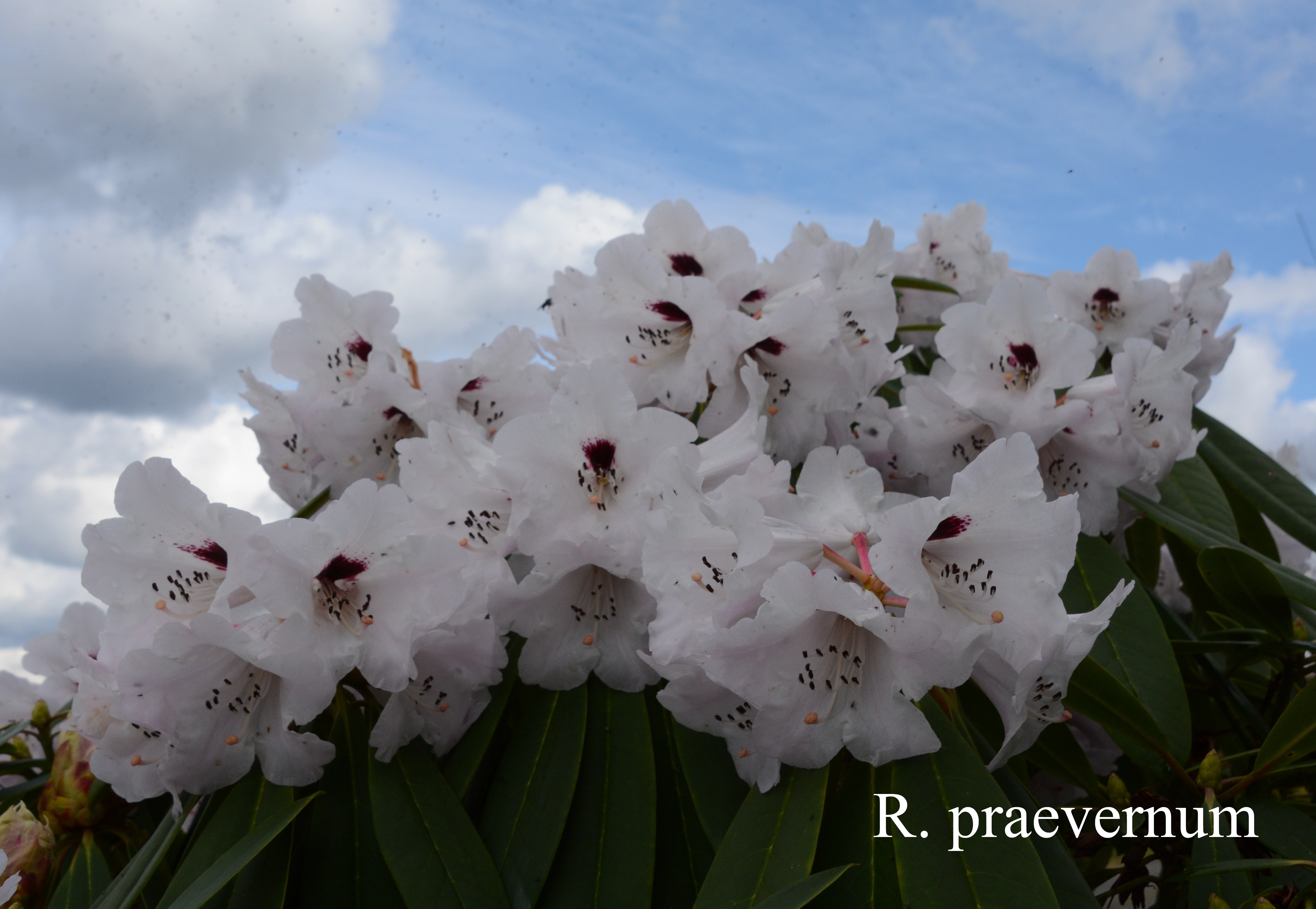 Rhododendron praevernum photo