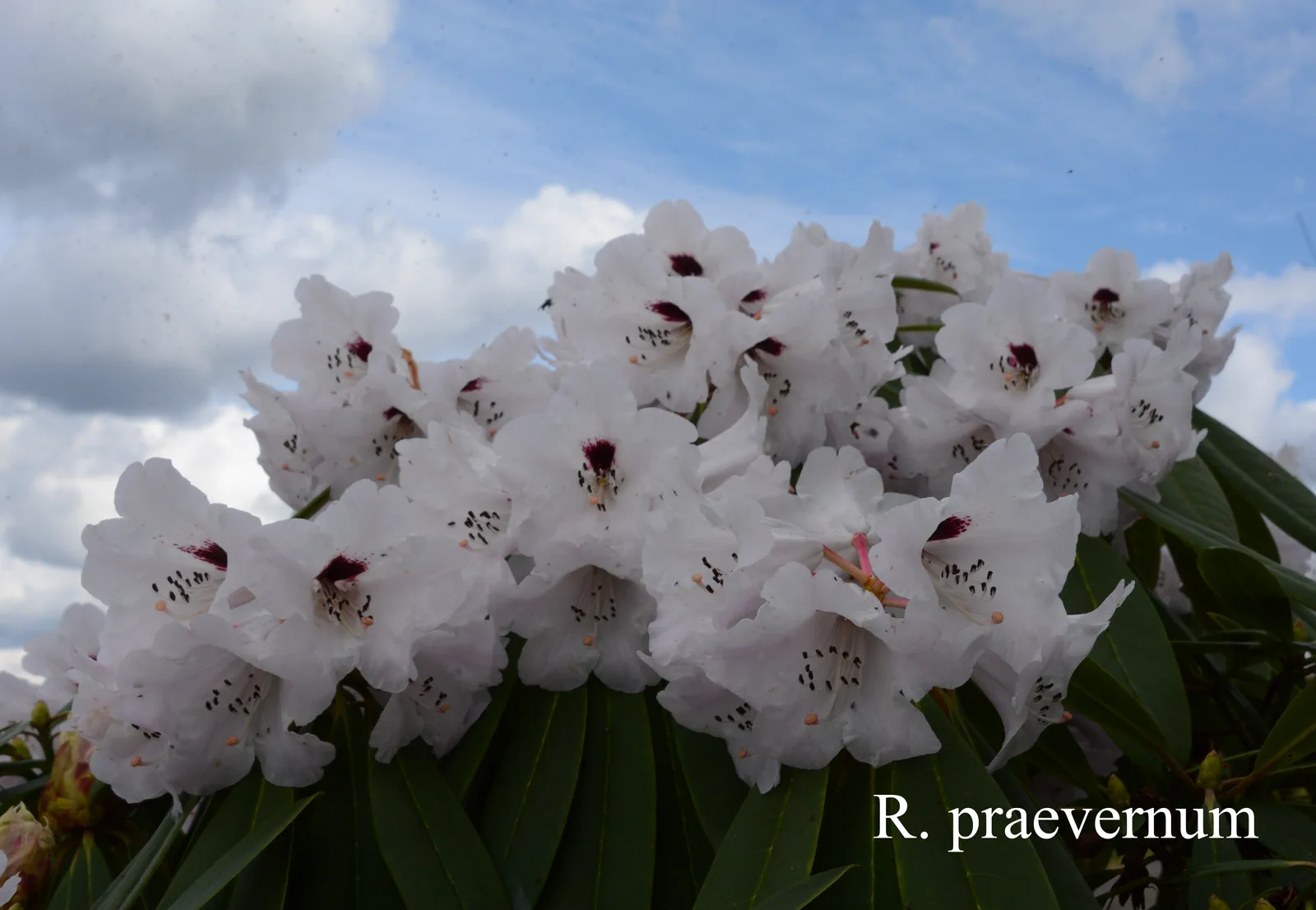 R. praevernum photo of R. praevernum. Location: Fearing's Farm Nursery, Abbotsford, BC, Canada. Photo by: Harold Fearing