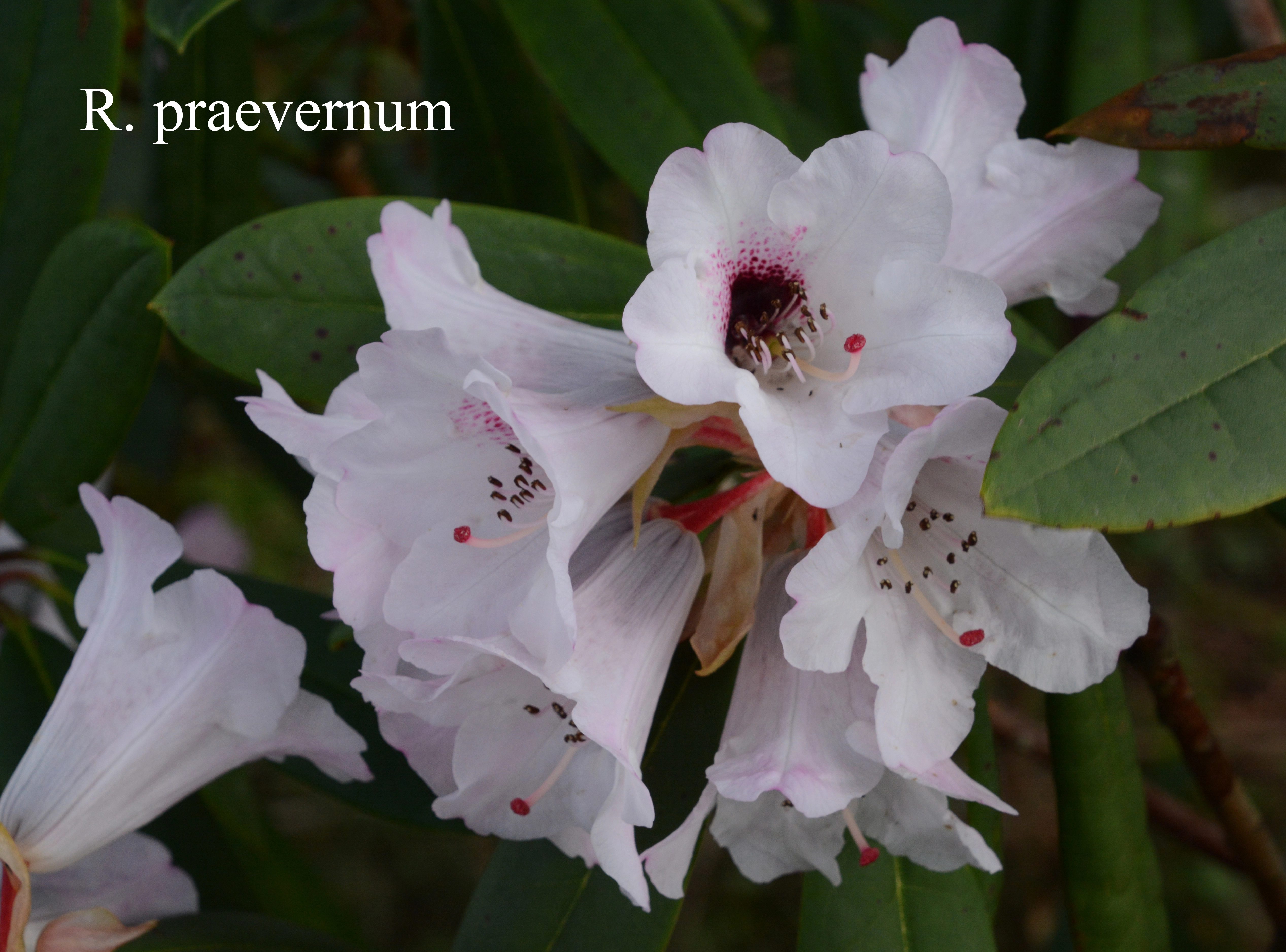 Rhododendron praevernum photo