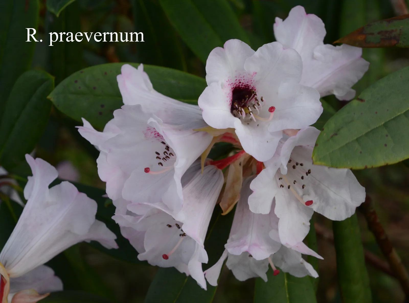 R. praevernum photo of R. praevernum. Location: Fearing's Farm Nursery, Abbotsford, BC, Canada. Photo by: Harold Fearing