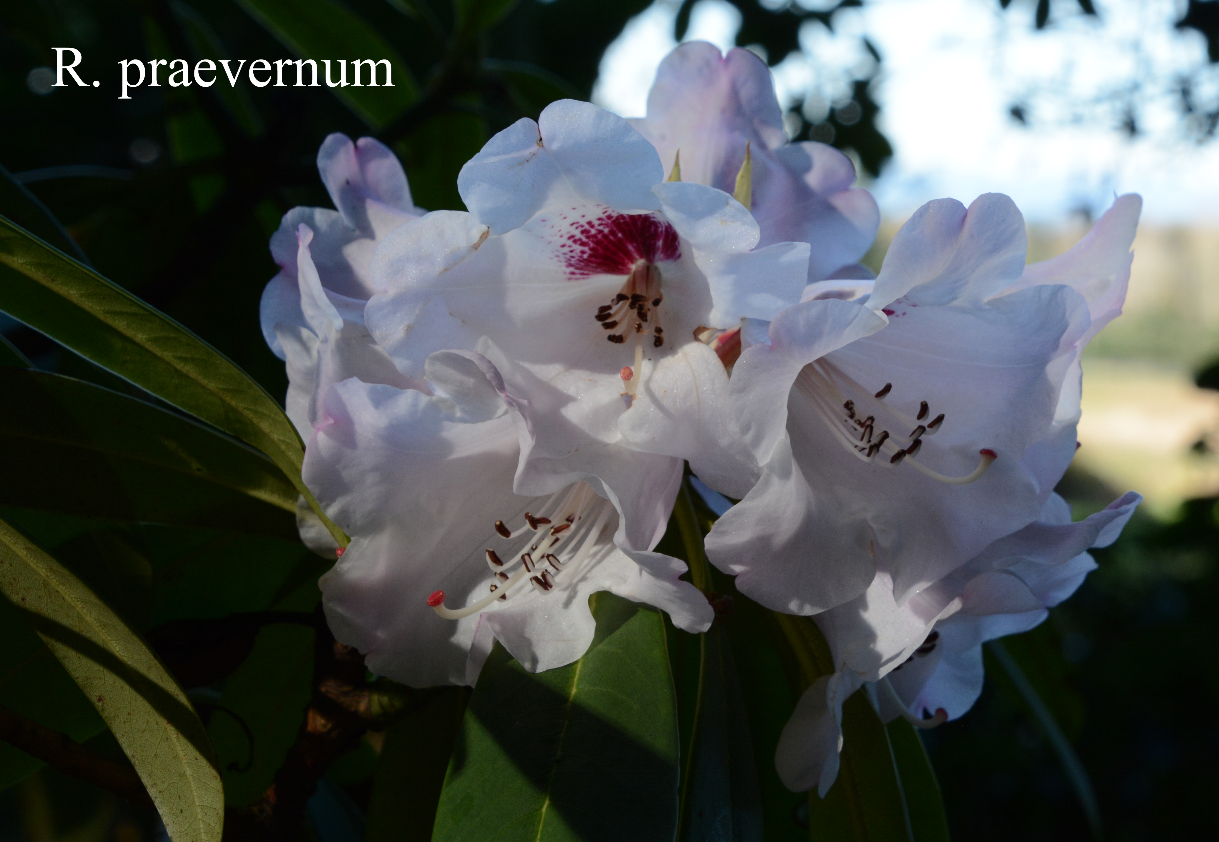 Rhododendron praevernum photo