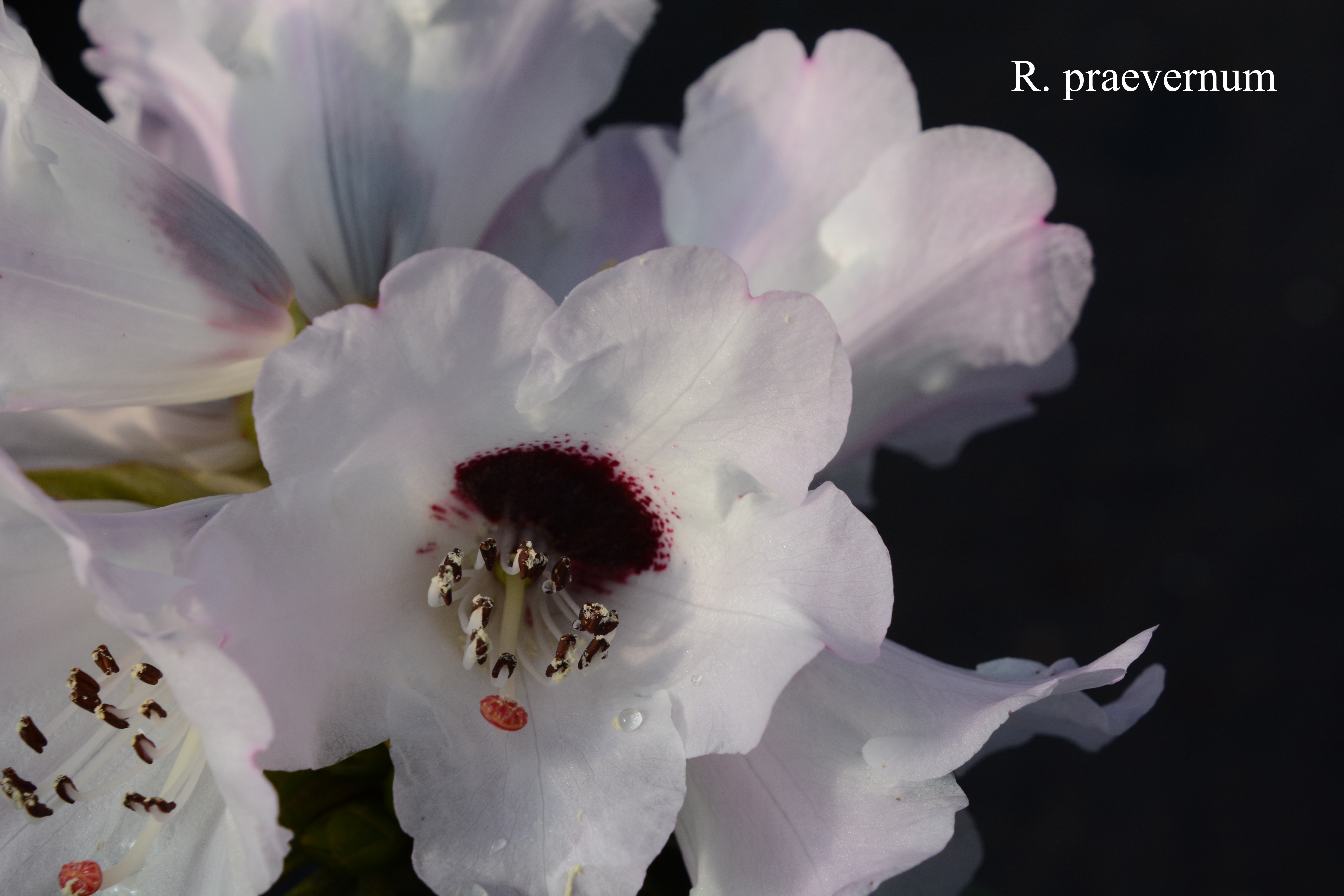 Rhododendron praevernum photo